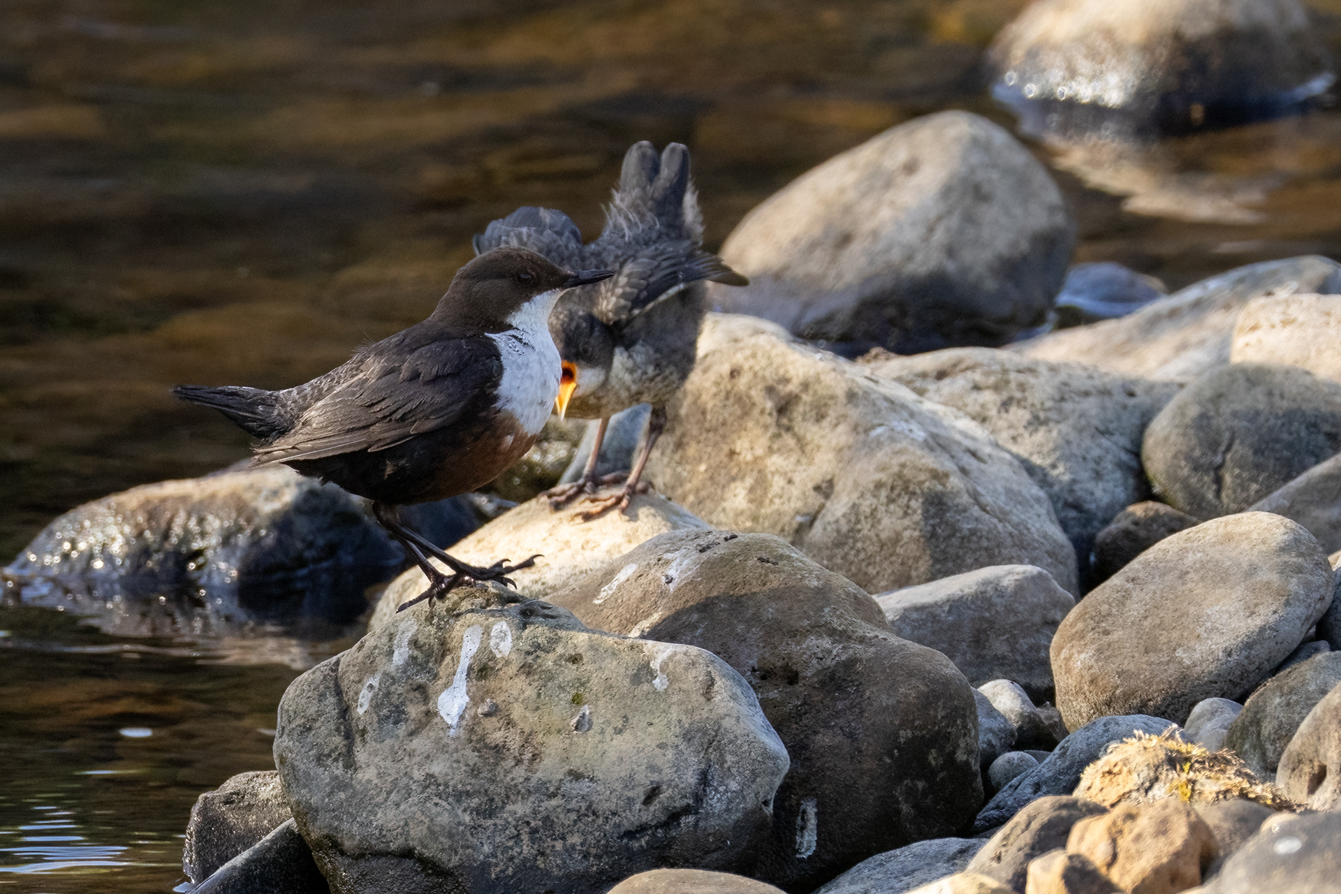 Dipper and Juvenile