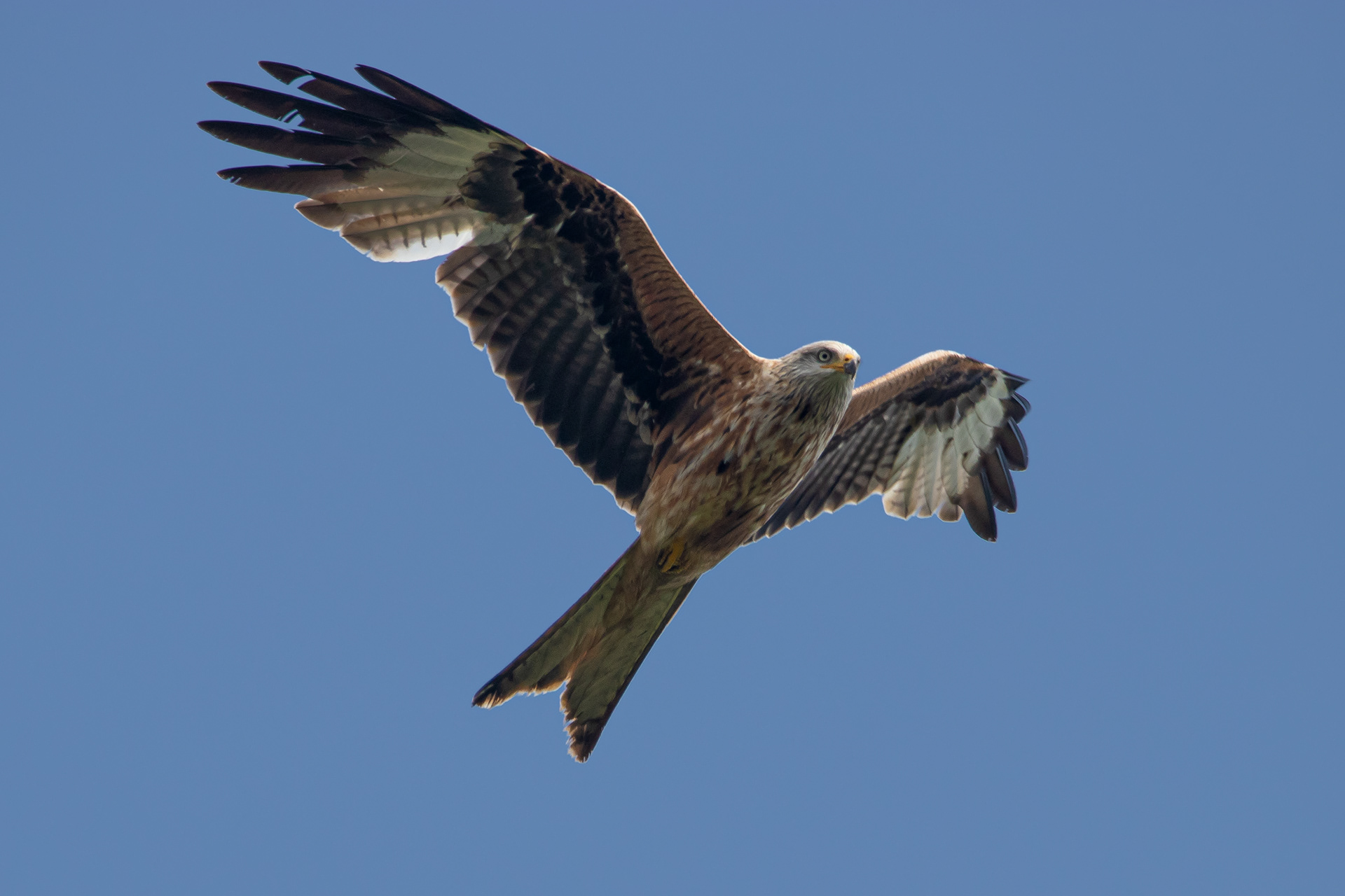 Red Kite