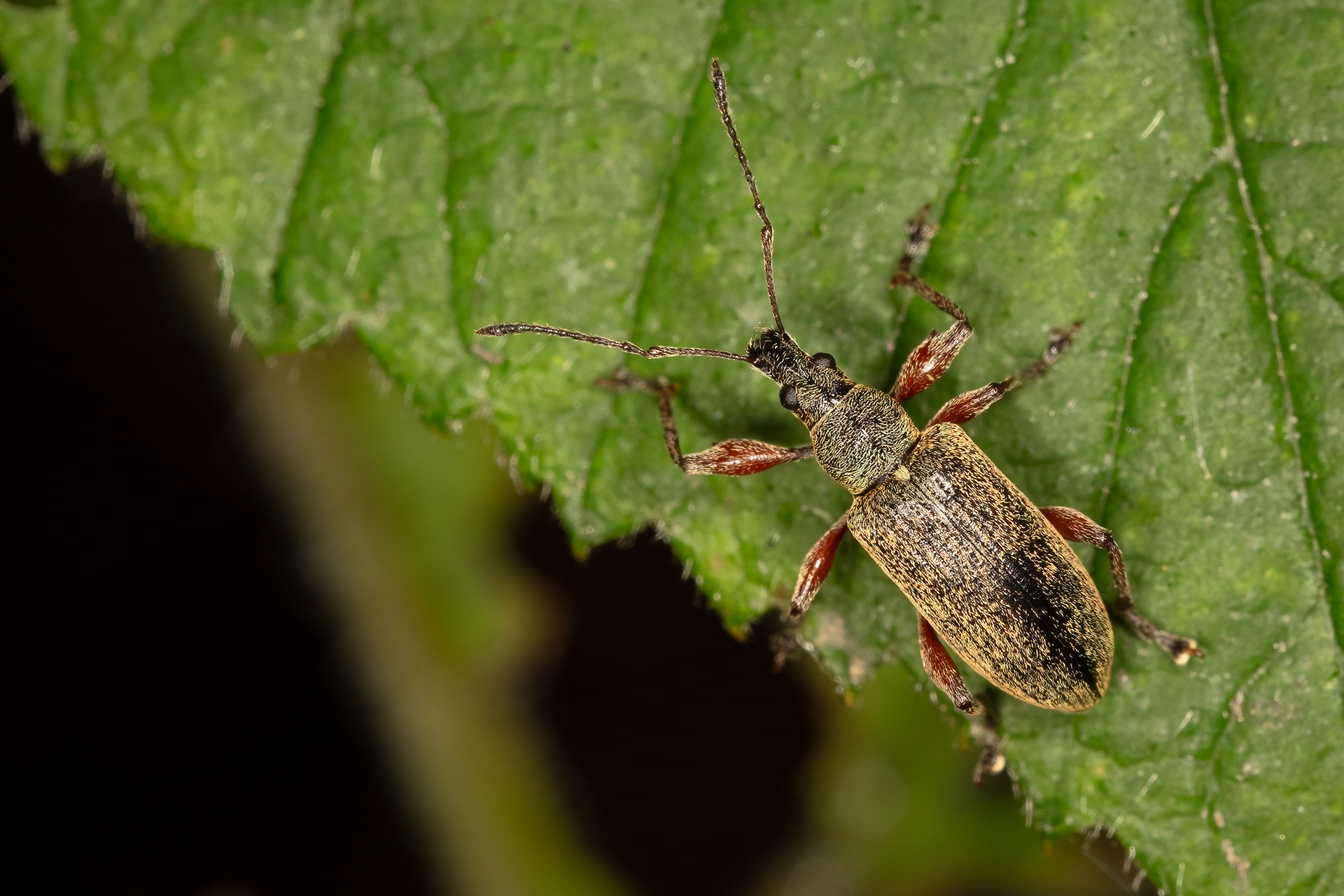 Common Leaf Weevil