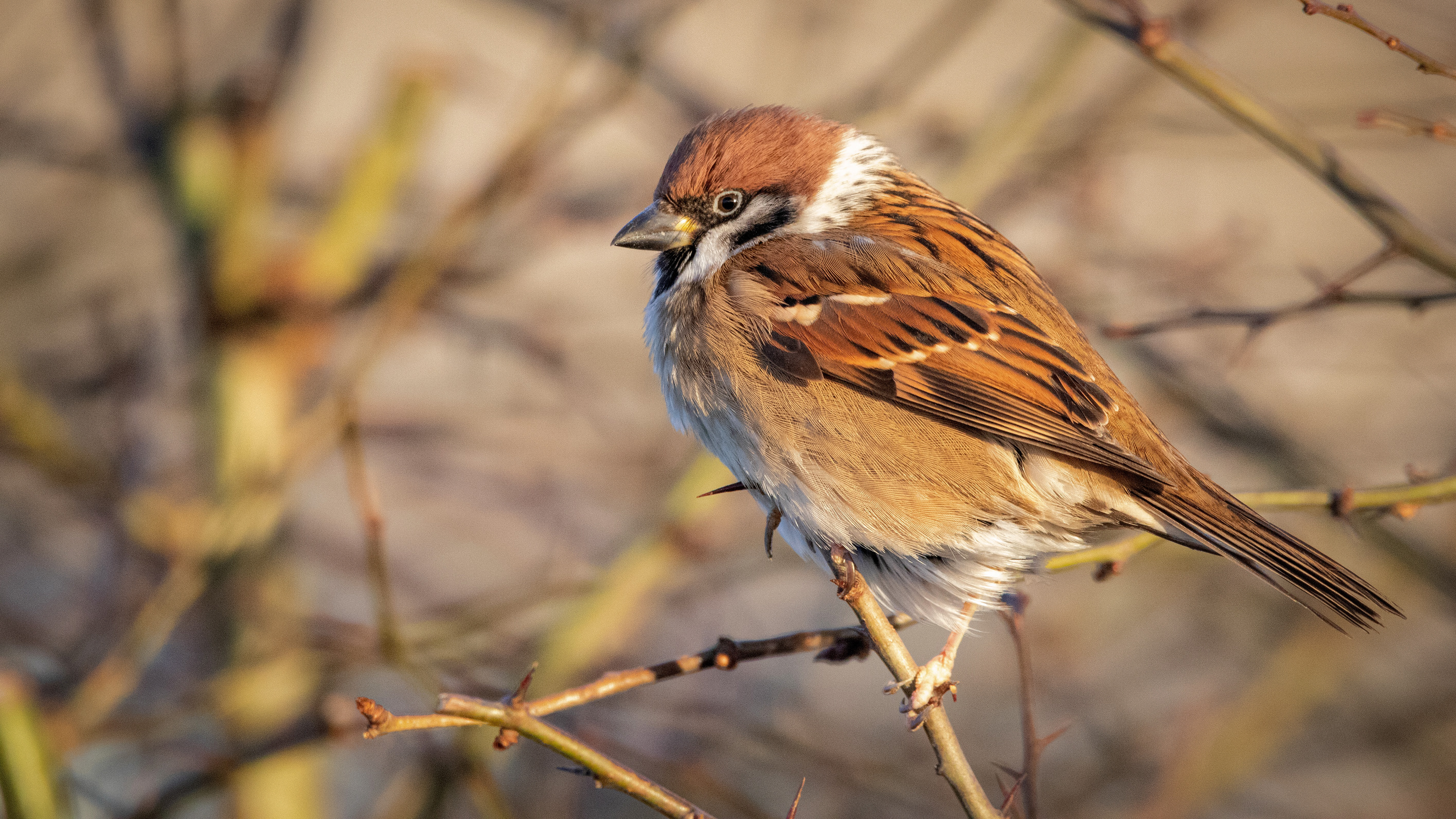 Tree Sparrow