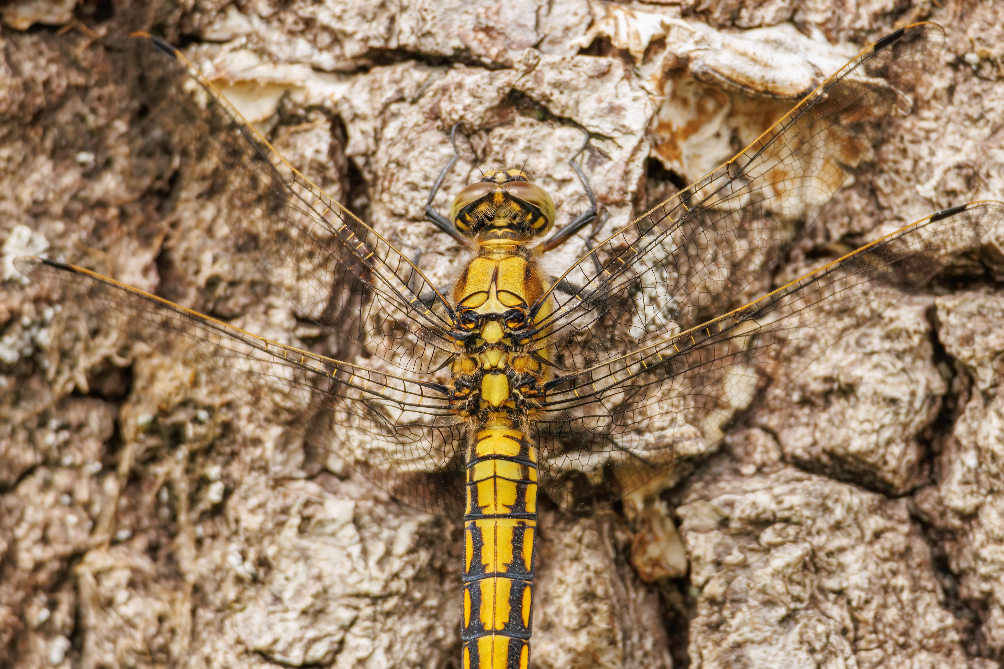 Black-tailed Skimmer Dragonfly (female)
