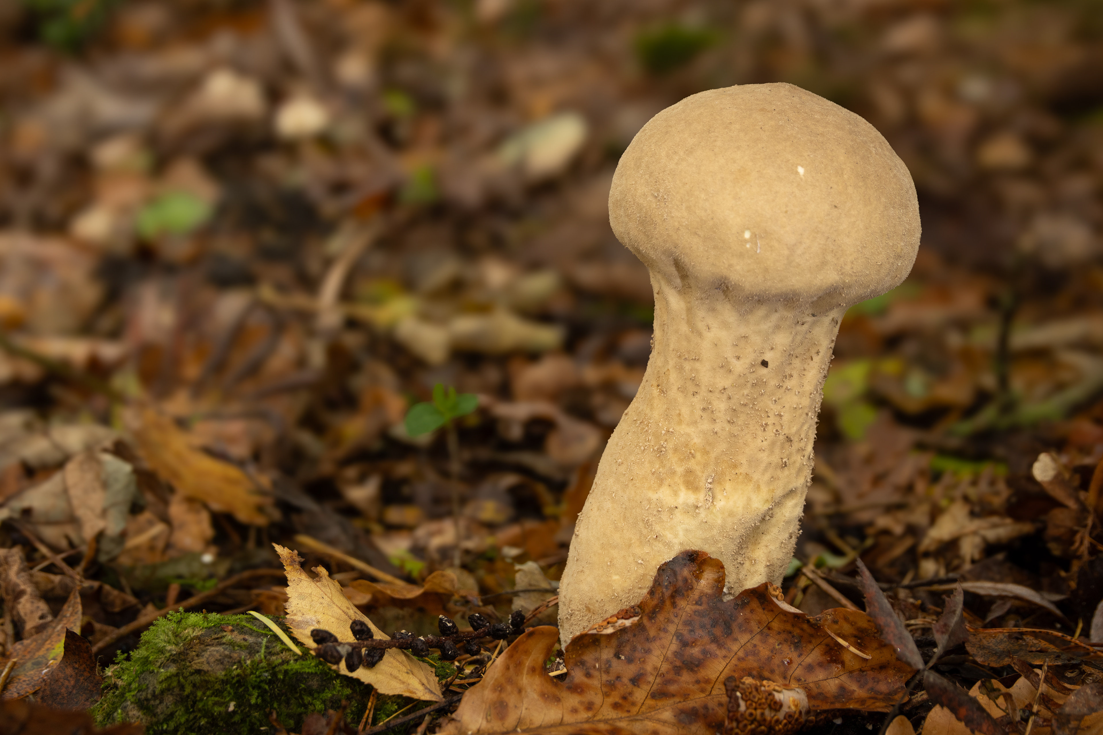 Pestle Puffball