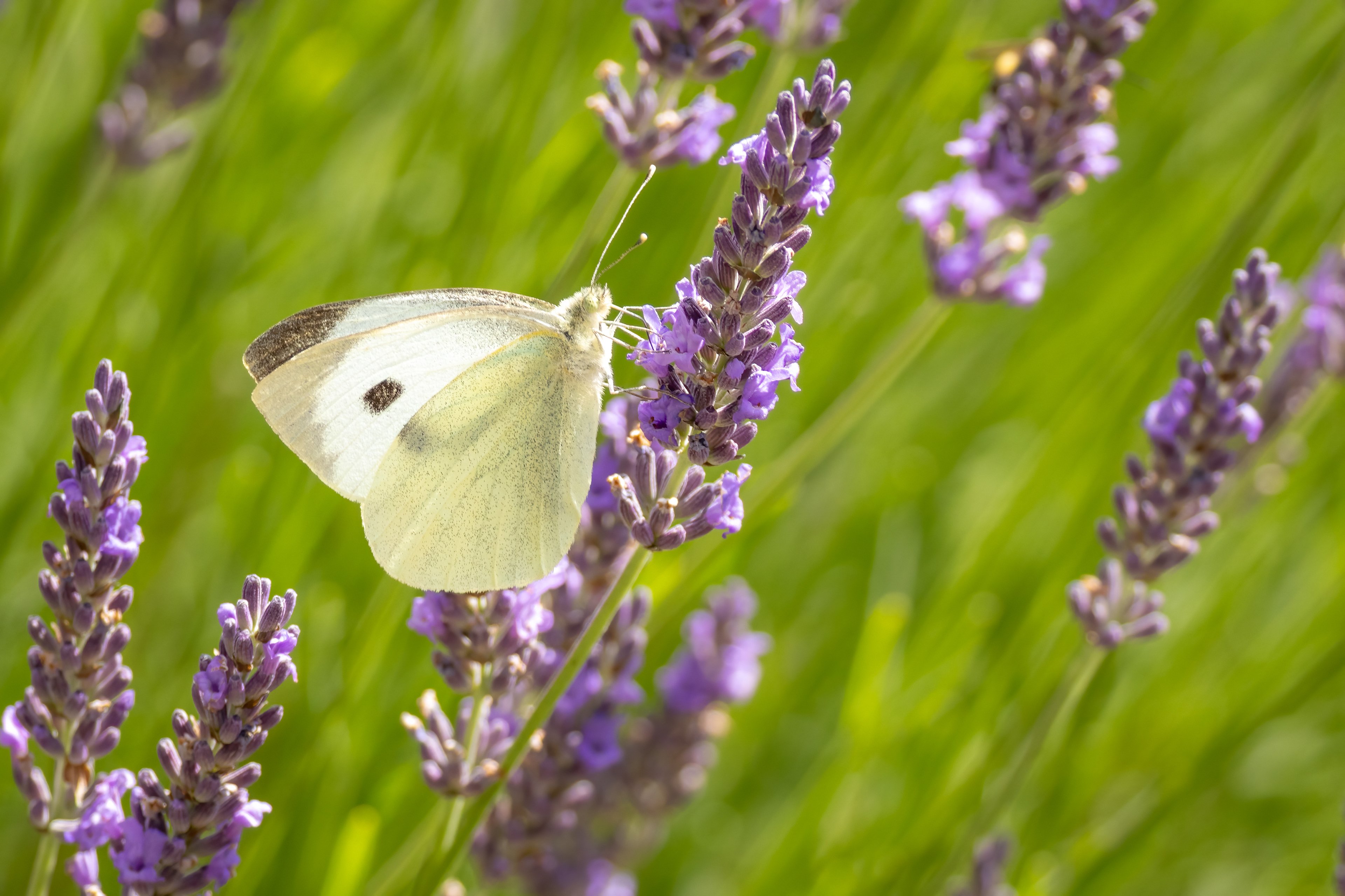 Large White Butterfly