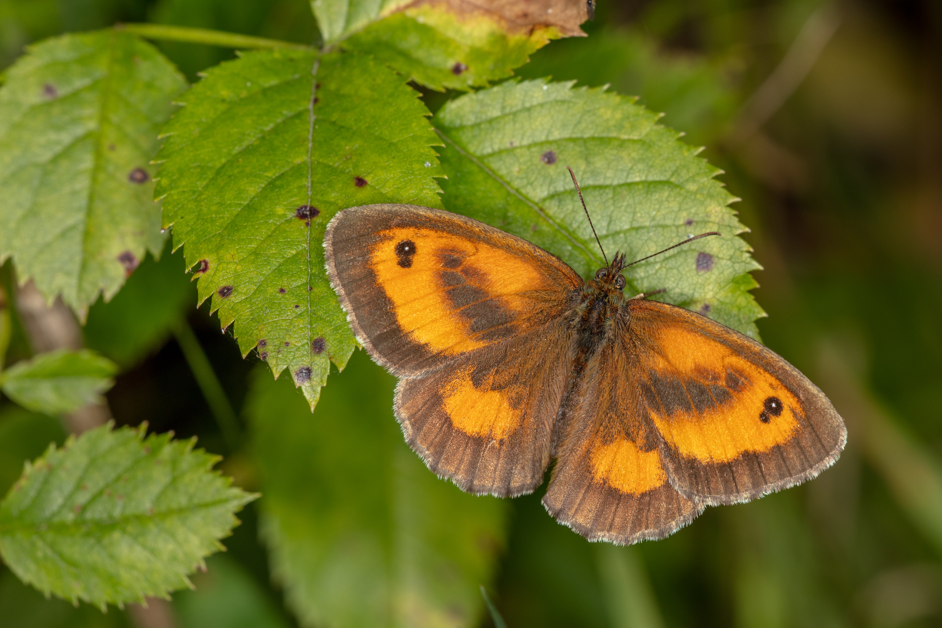 Gatekeeper Butterfly