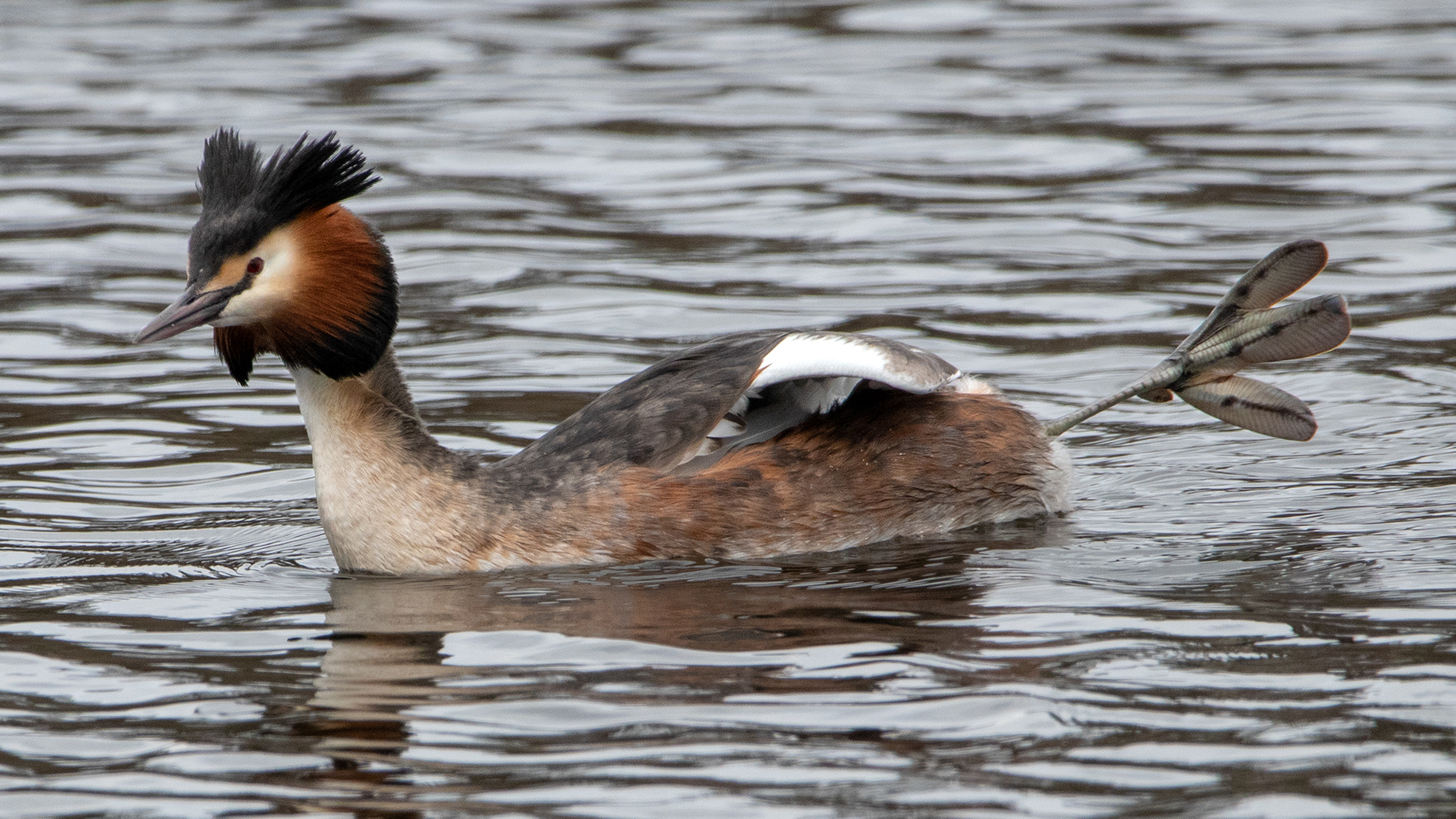 Great Crested Grebe