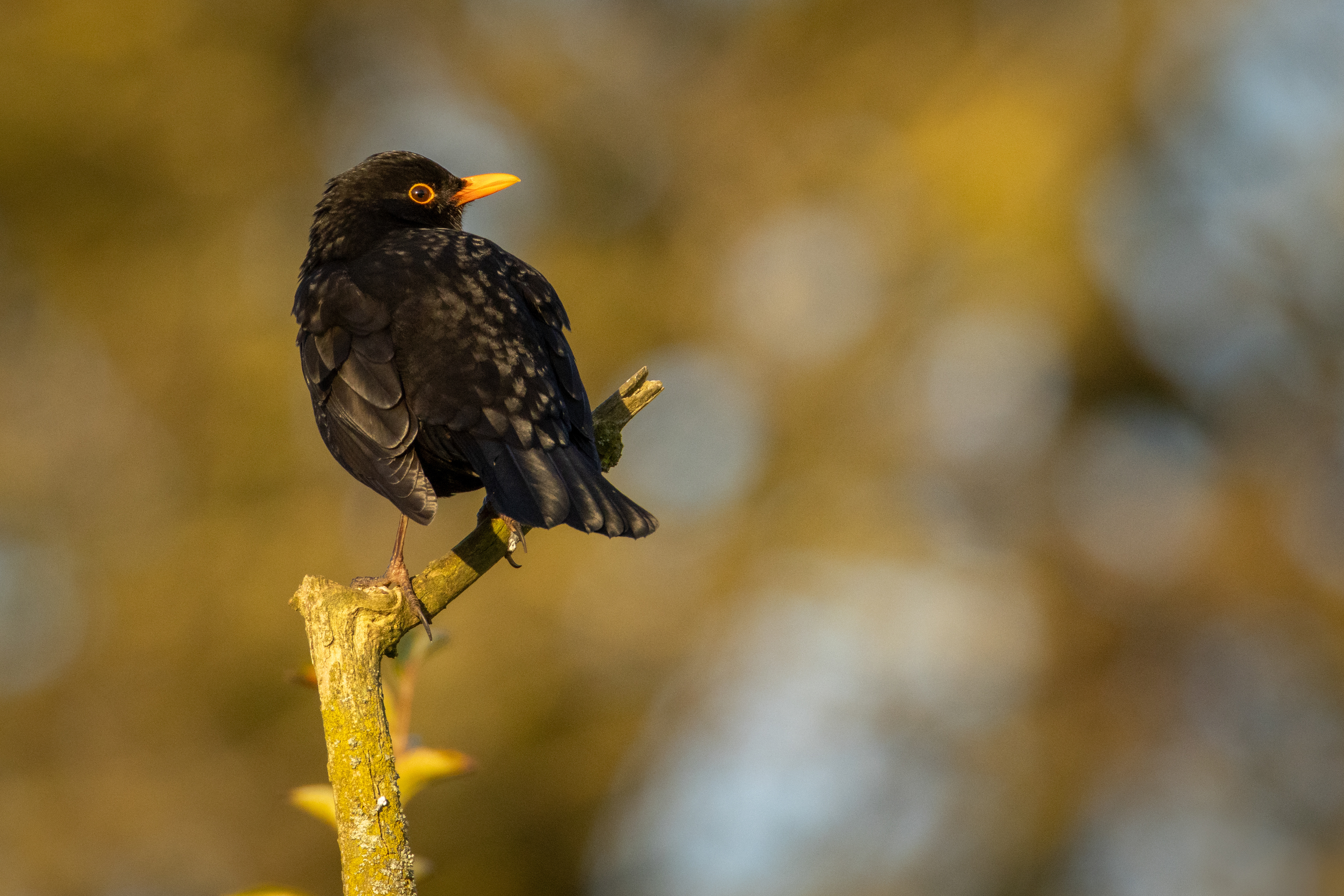 Blackbird (male)