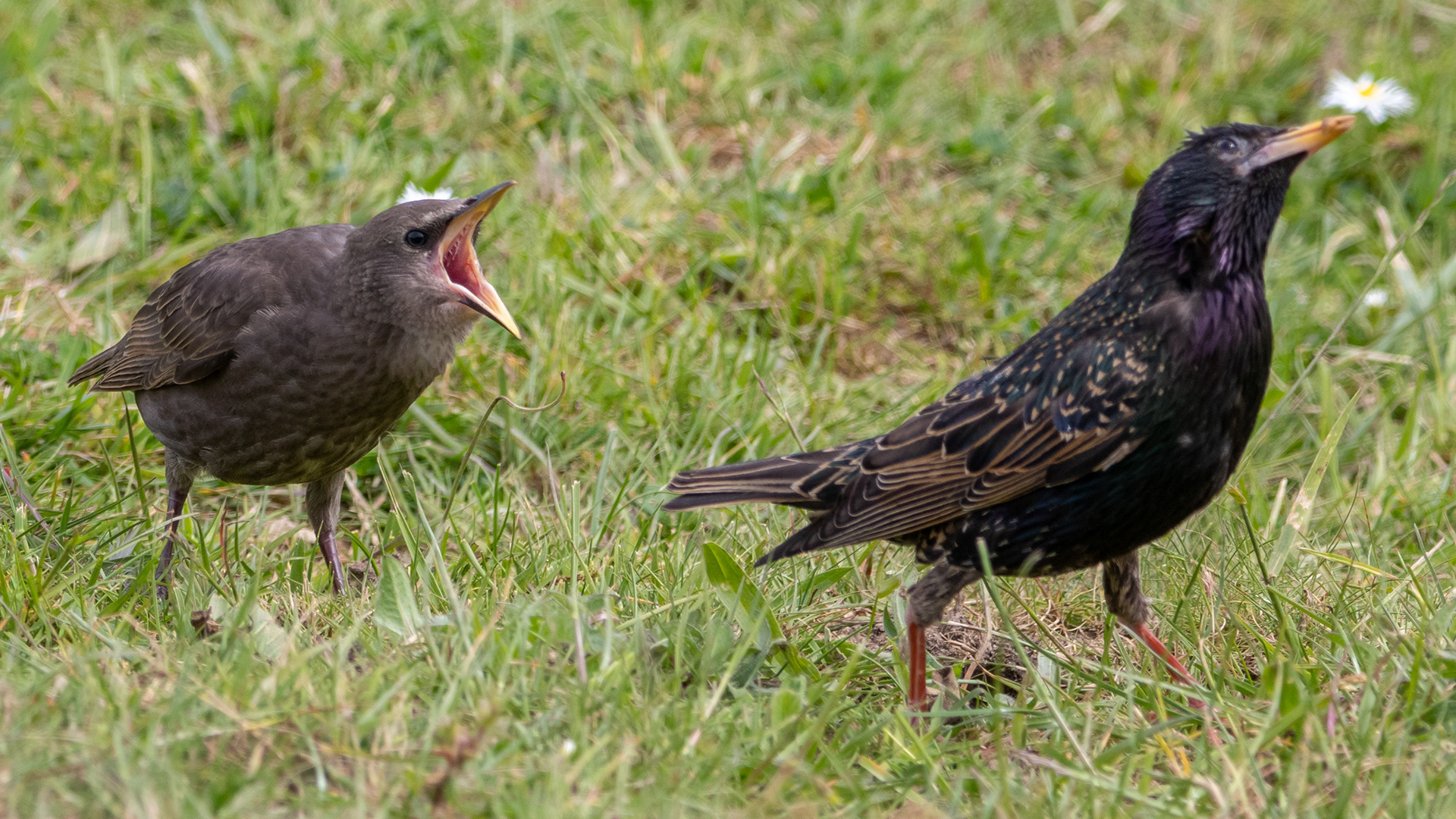 Starlings