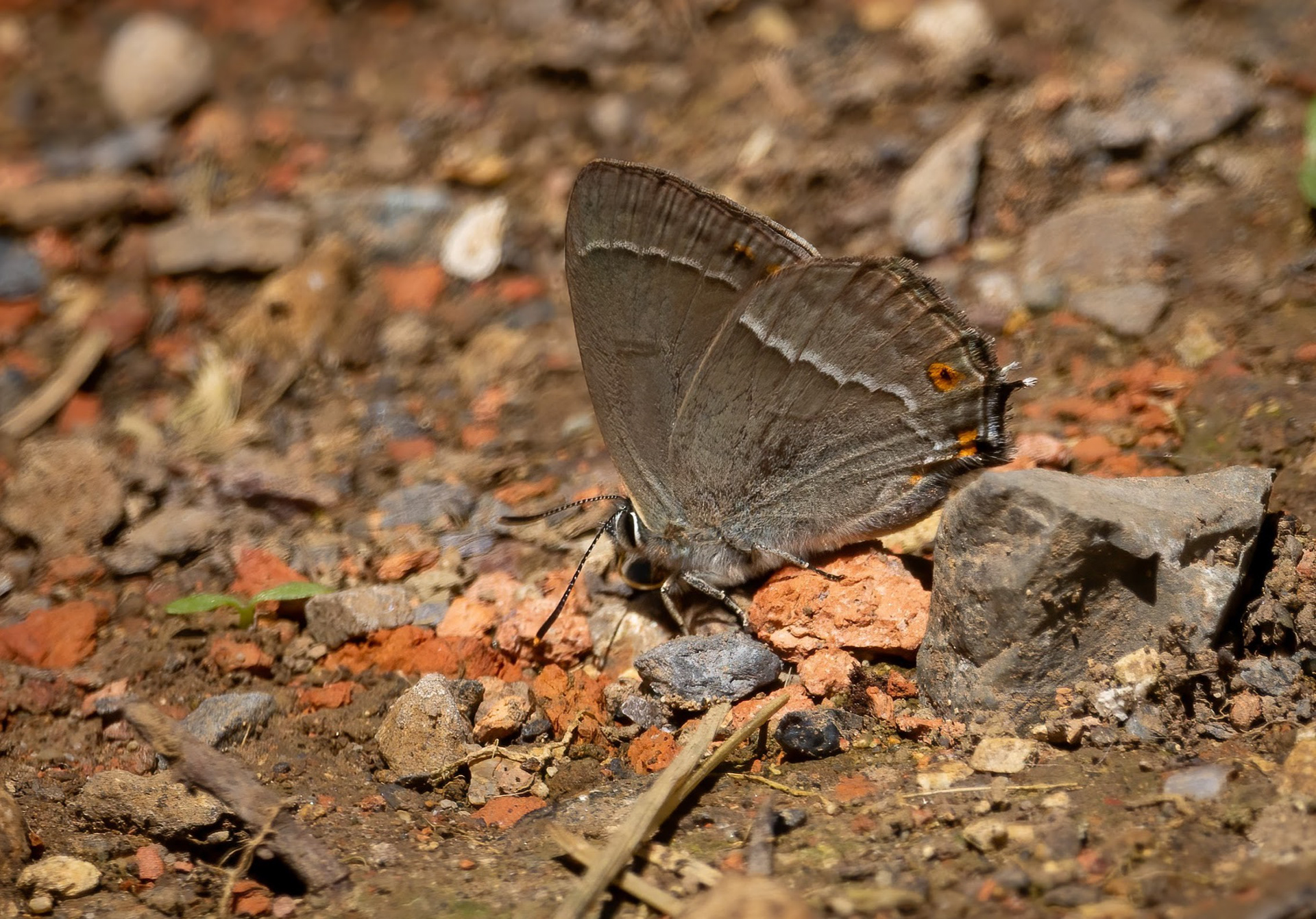 Purple Hairstreak Butterfly