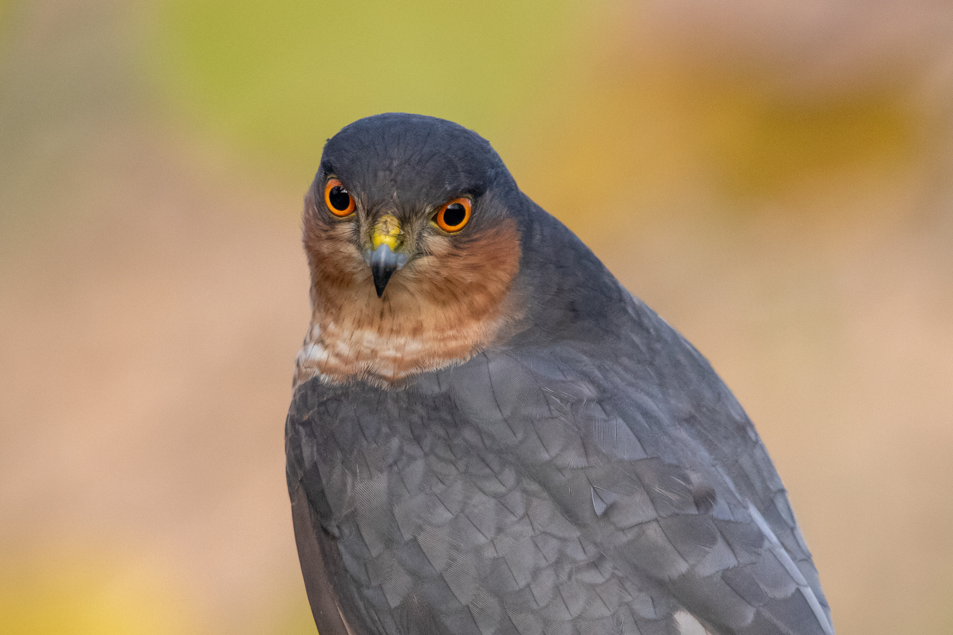 Sparrowhawk (male)