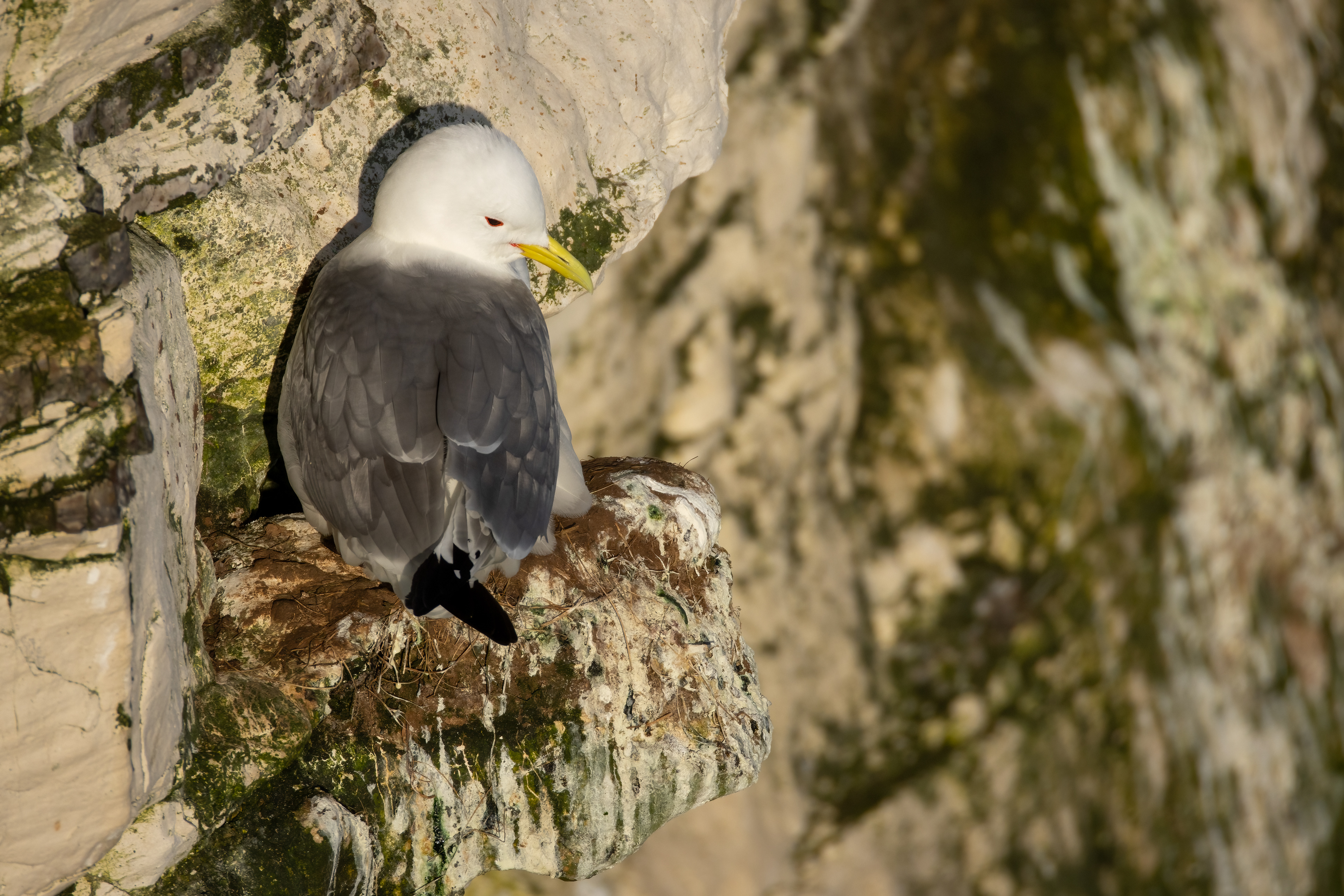 Kittiwake