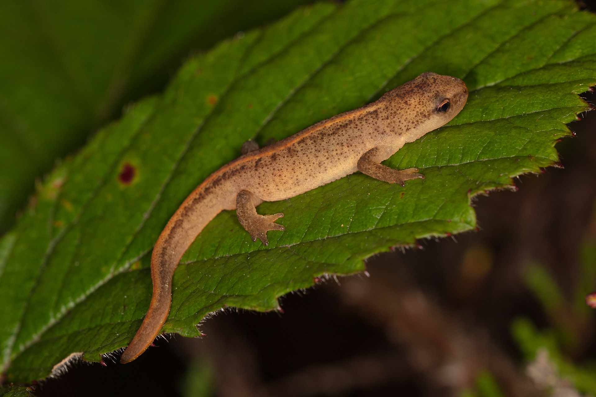 Palmate Newt