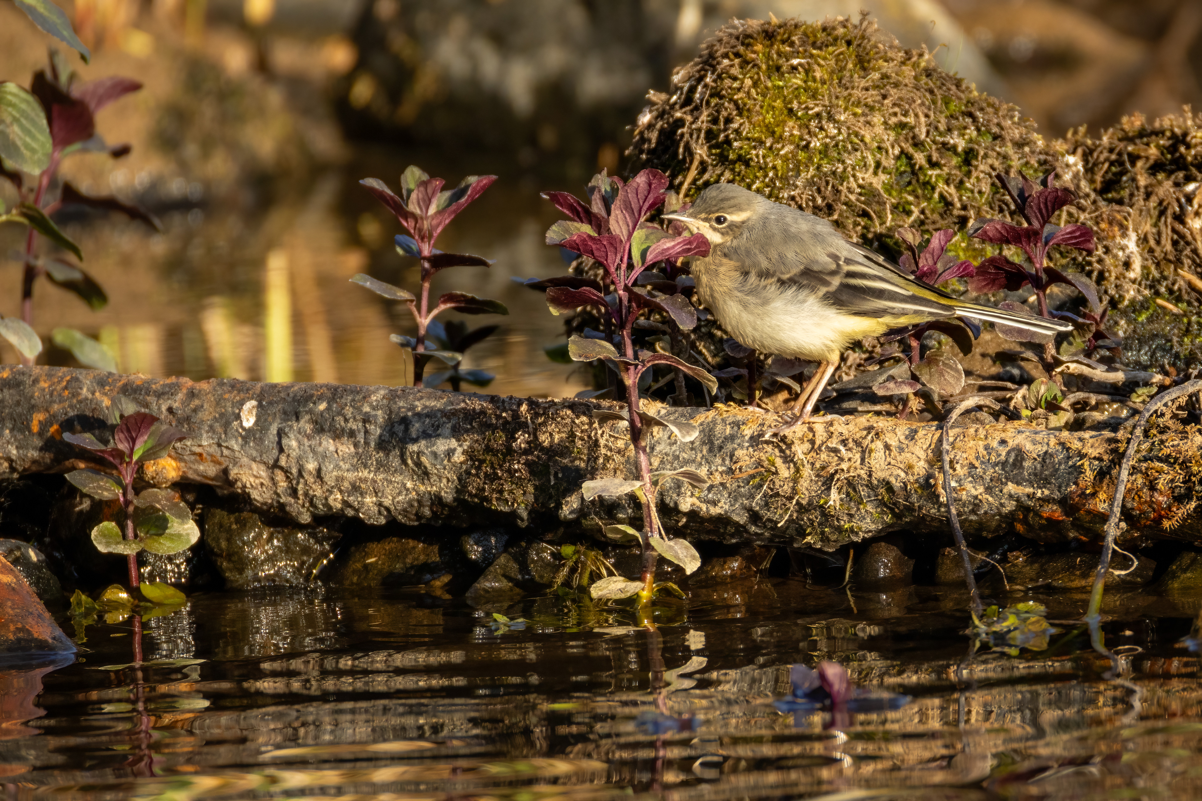 Grey Wagtail (Juvenile)