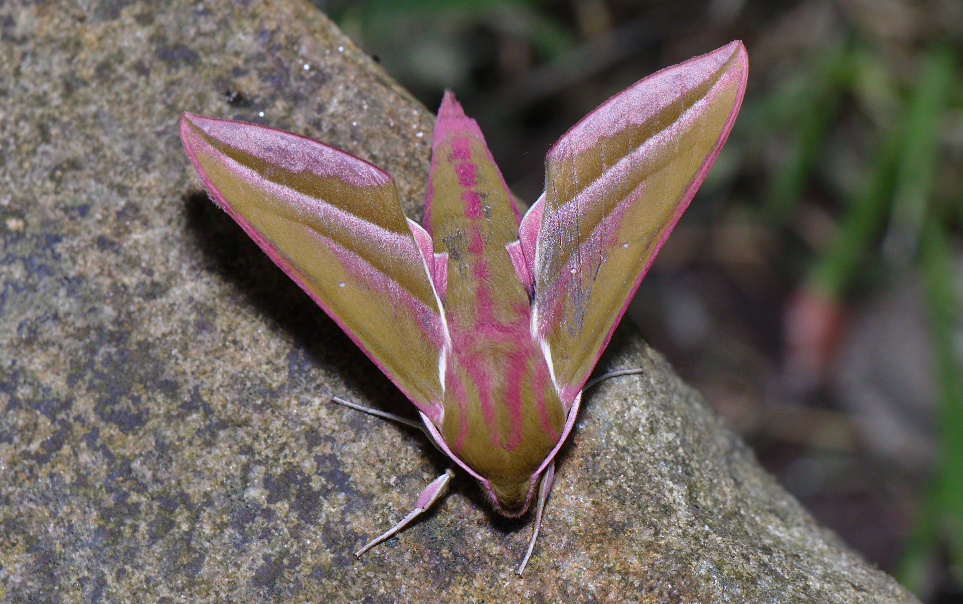 Elephant Hawk Moth