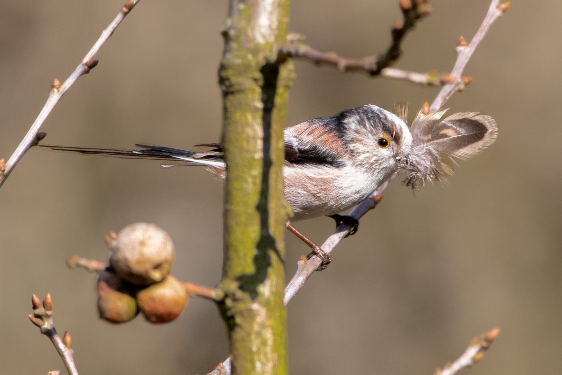 Long Tailed Tit