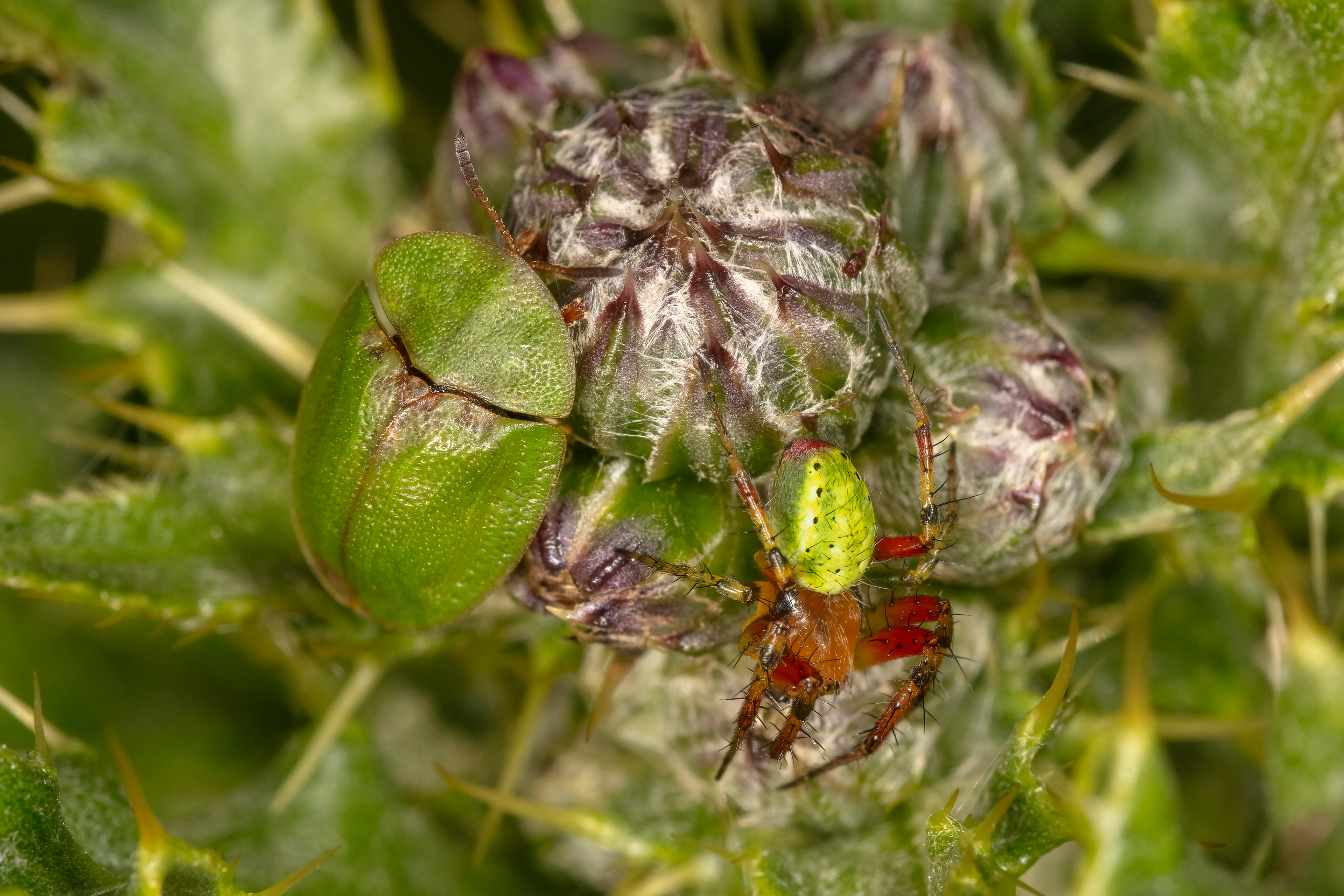 Thistle Green Tortoise Beetle and Cucumber Green Orb Spider (Araniella cucurbitina)
