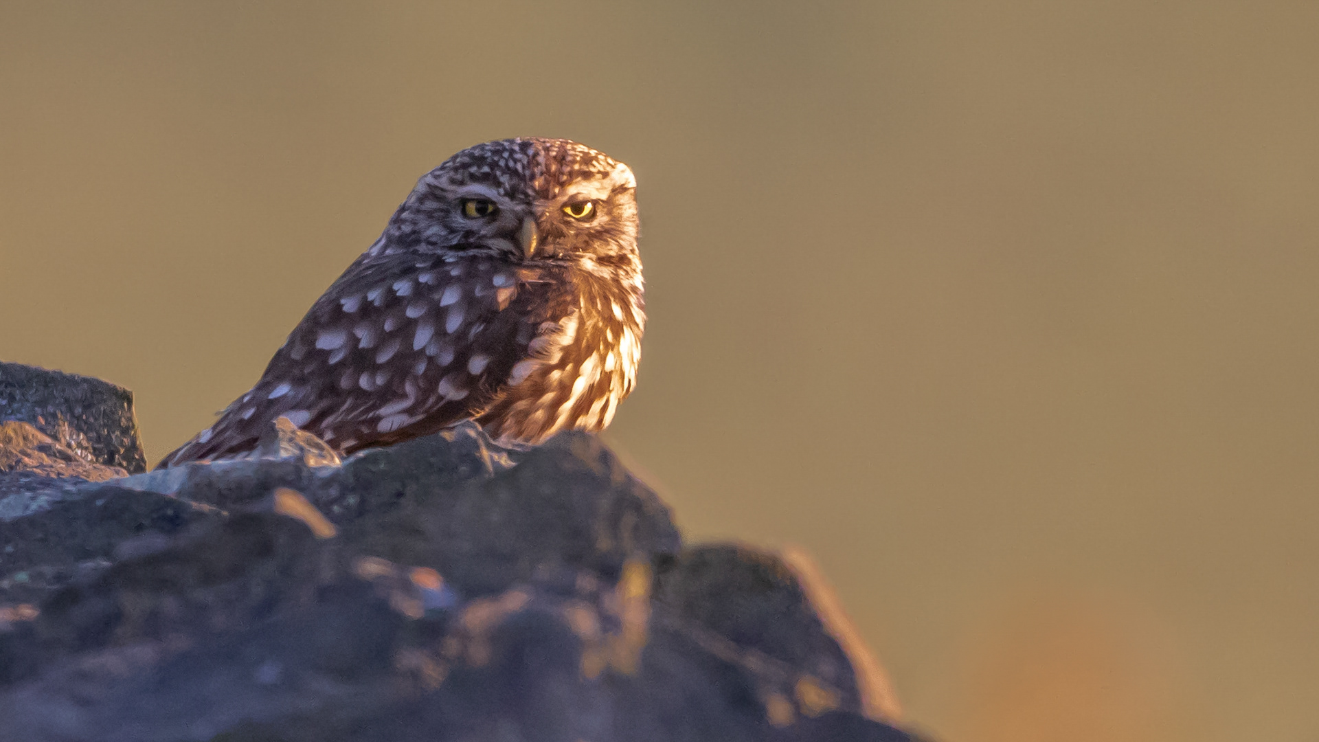 Little Owl