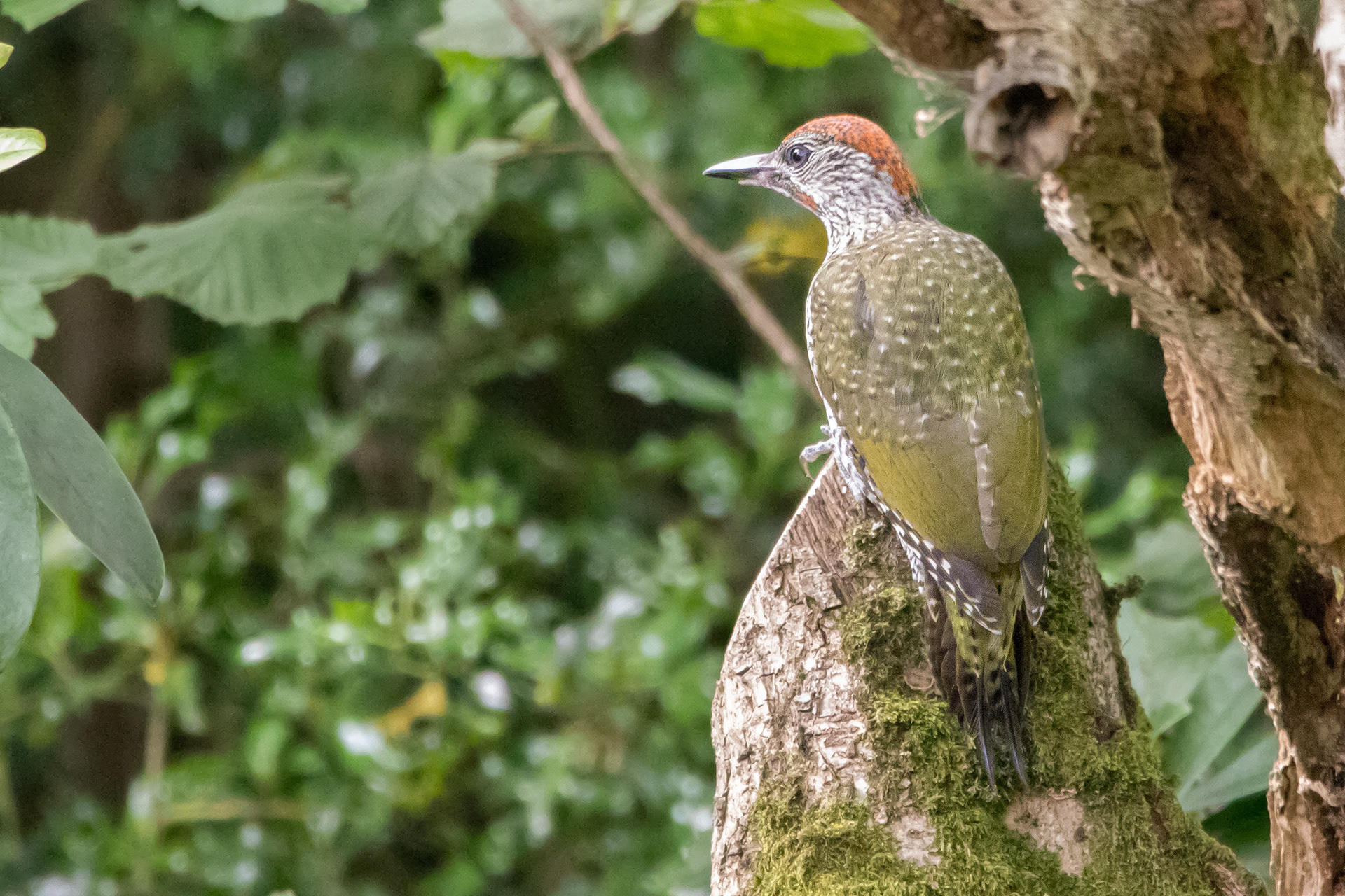 Green Woodpecker