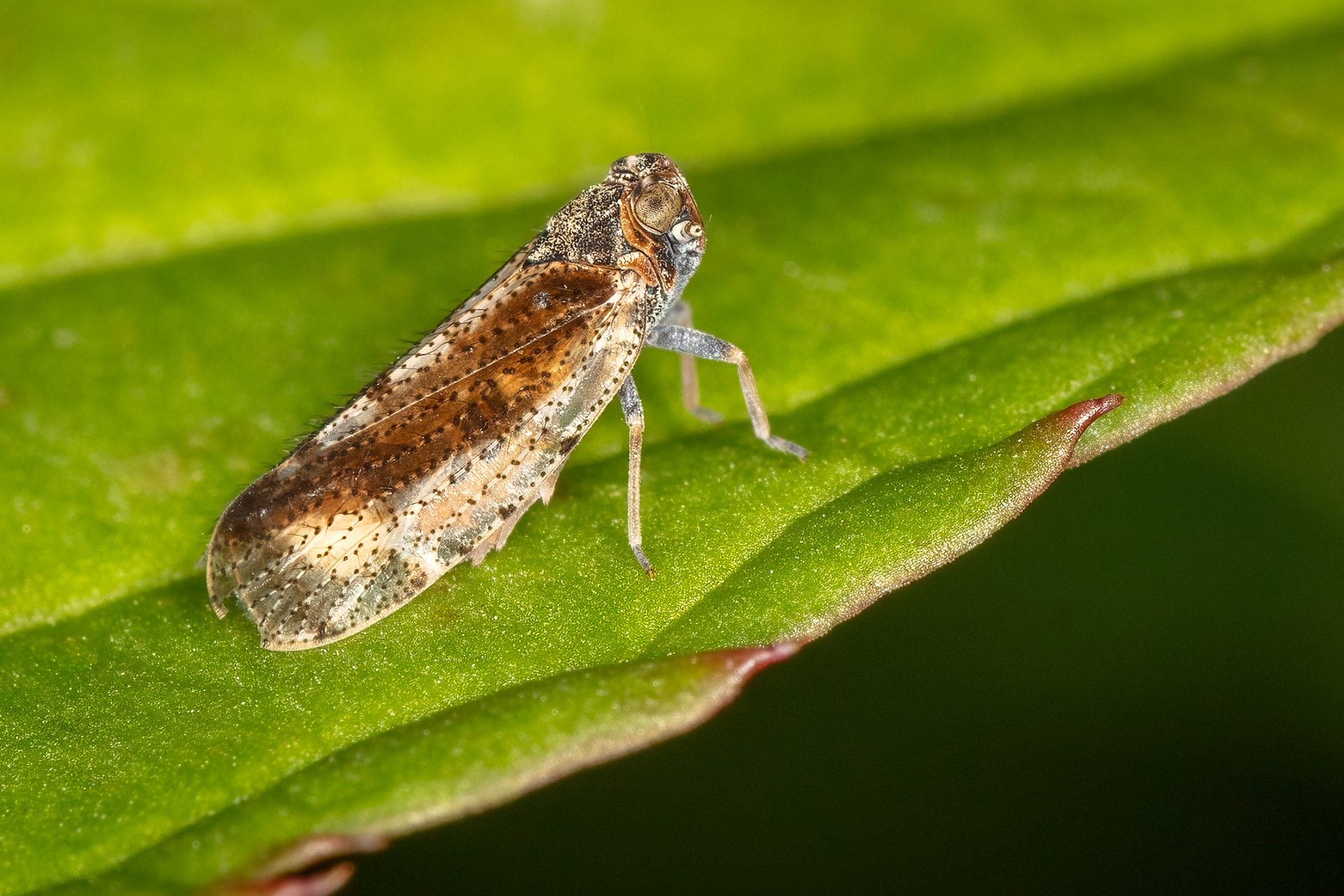 Planthopper (Species TBD)