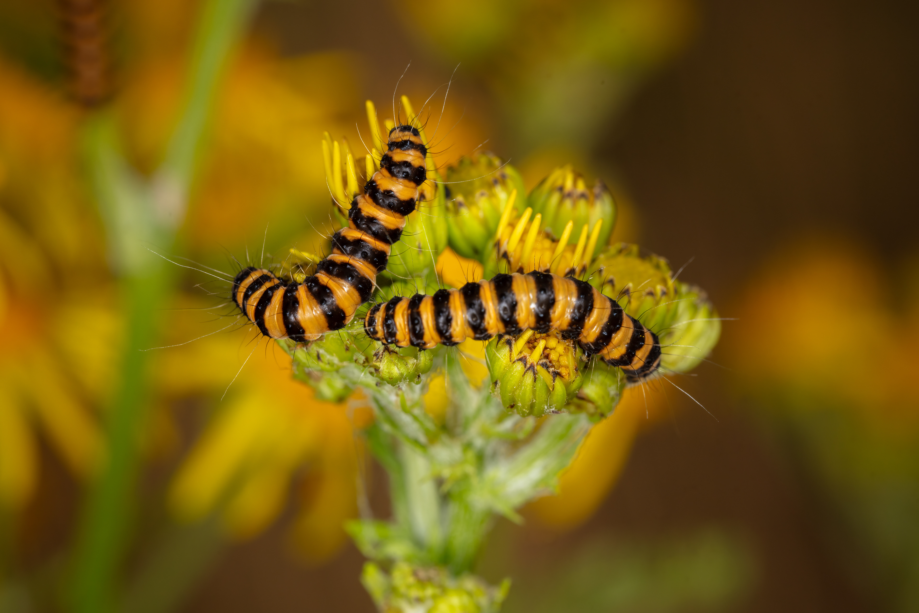 Cinnabar Moth Caterpillars