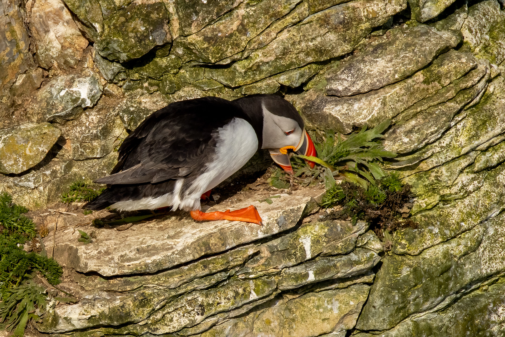 Puffin