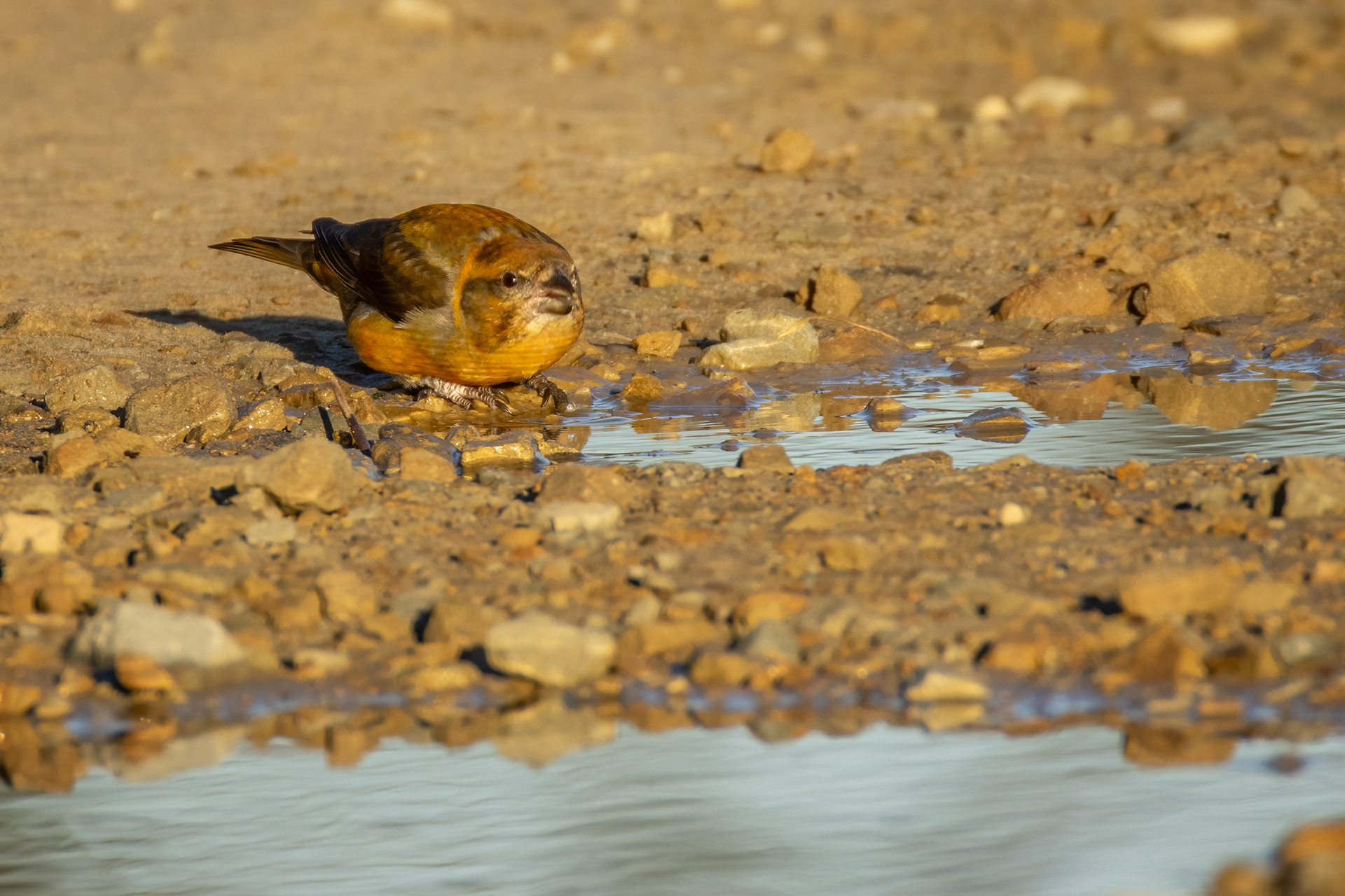 Crossbill (male)