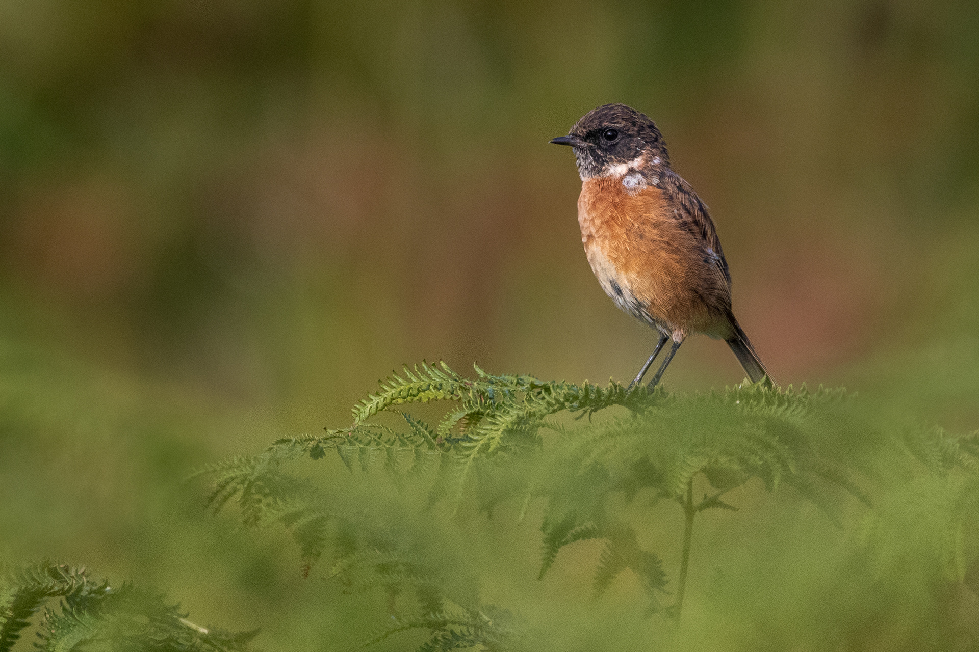 Stonechat (Male)