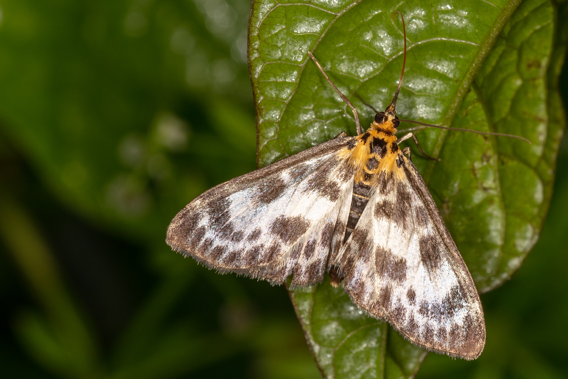 Small Magpie Moth