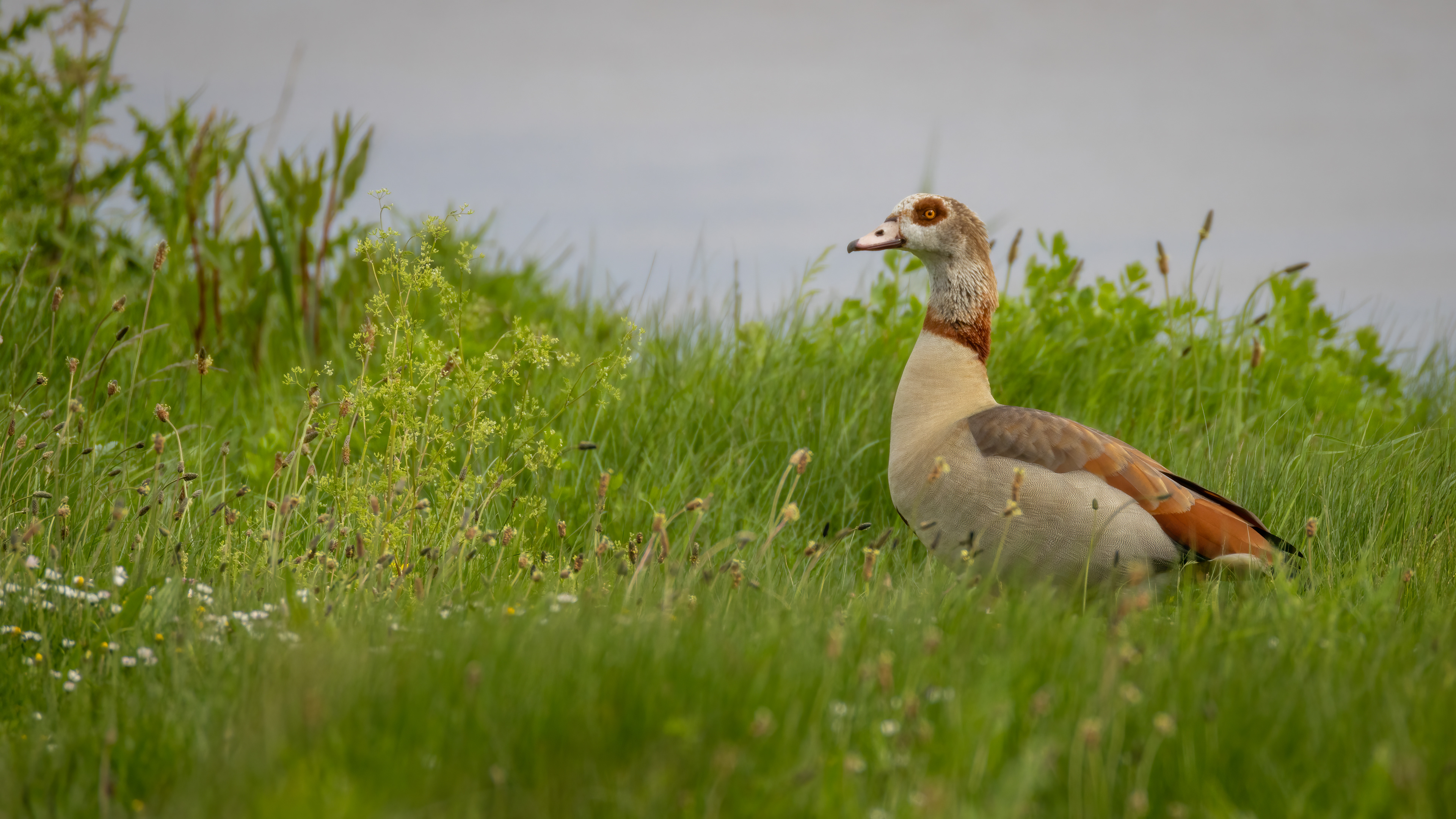 Egyptian Goose