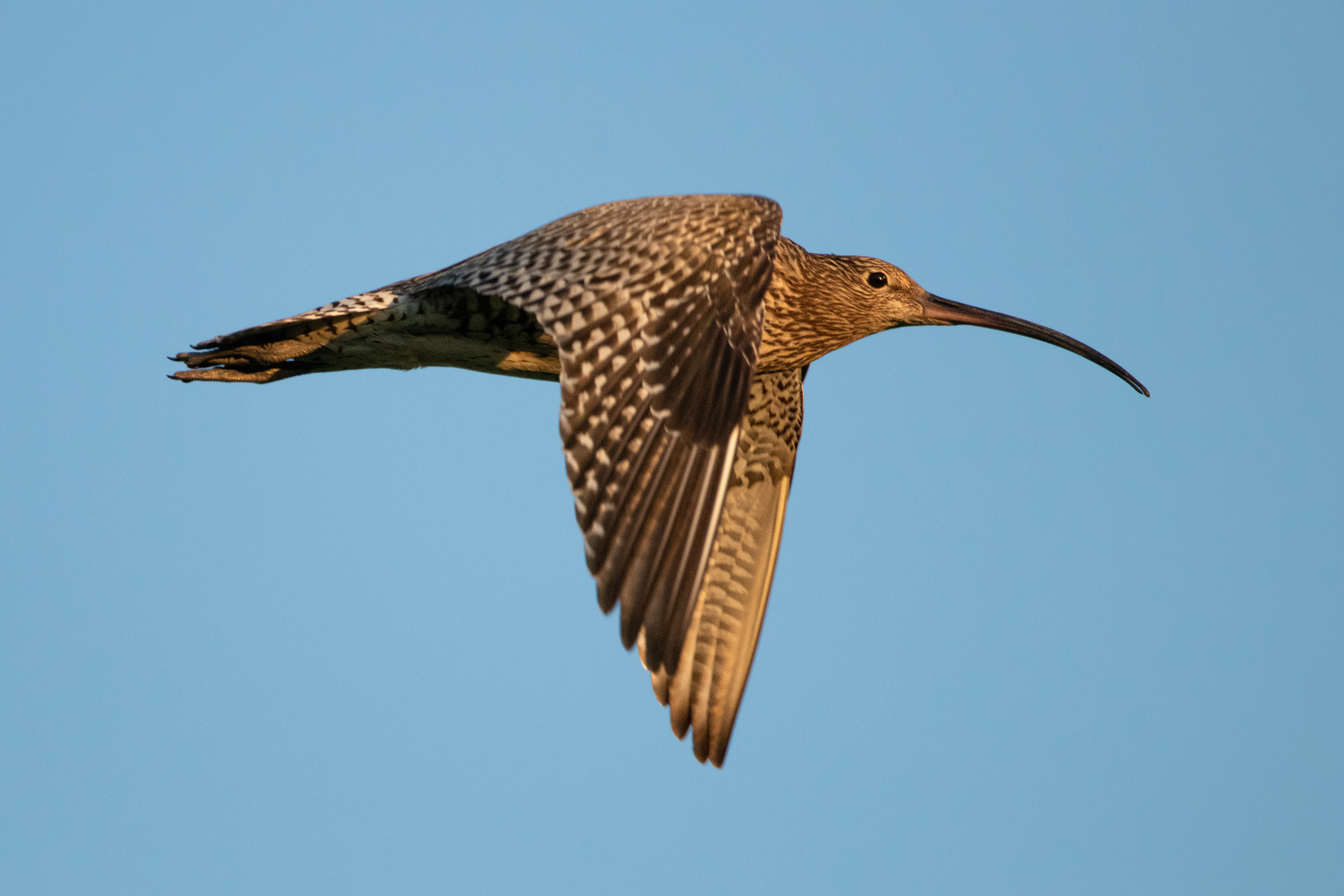 Curlew