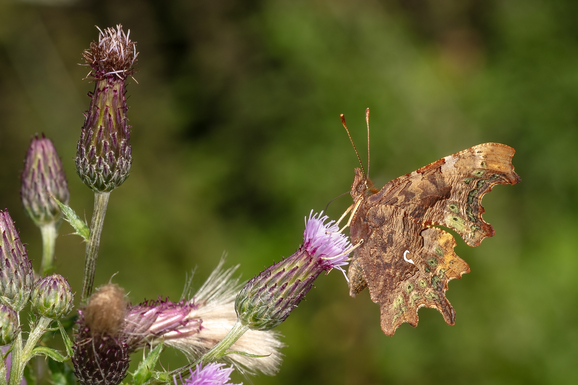 Comma Butterfly (Underwing)
