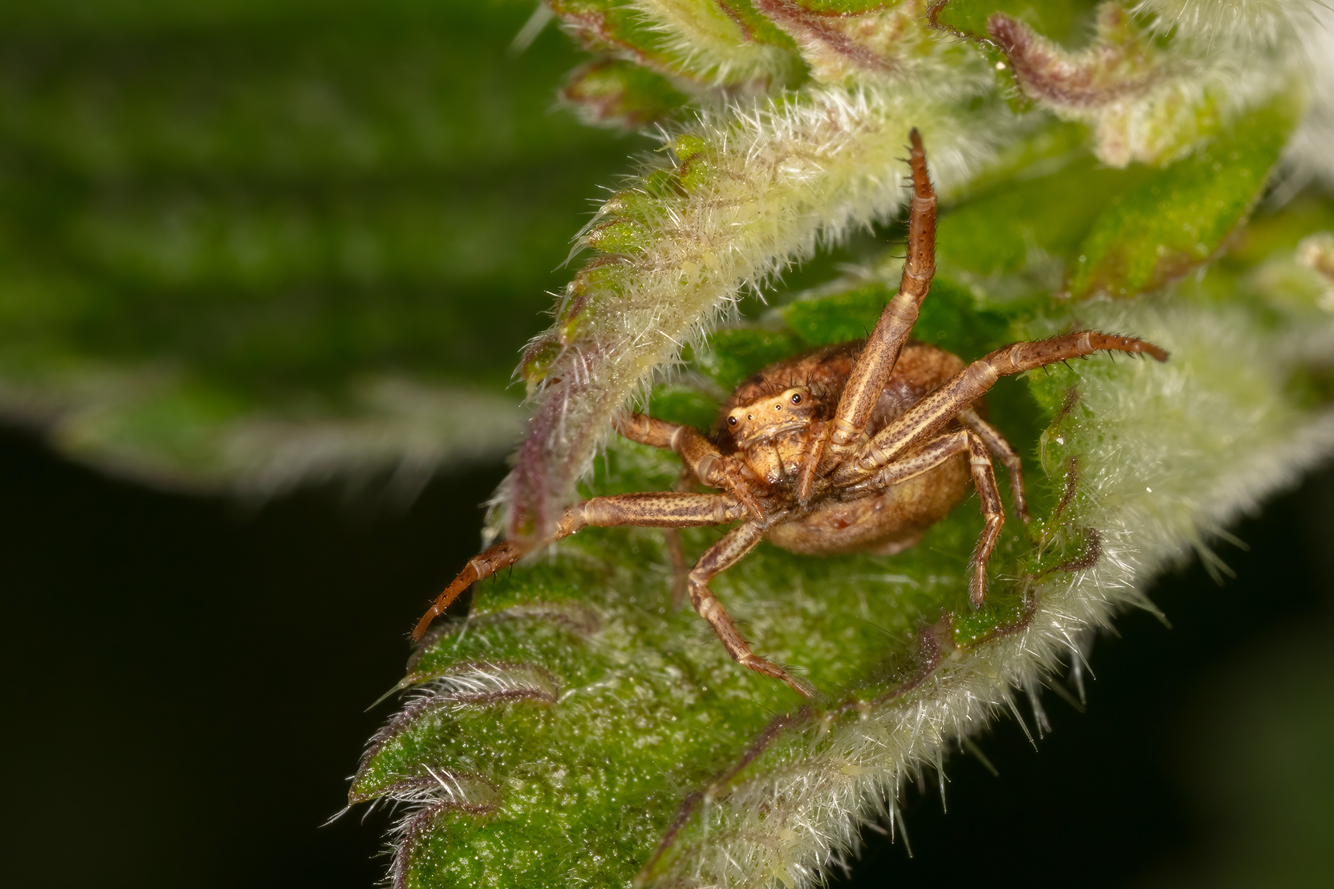 Crab Spider
