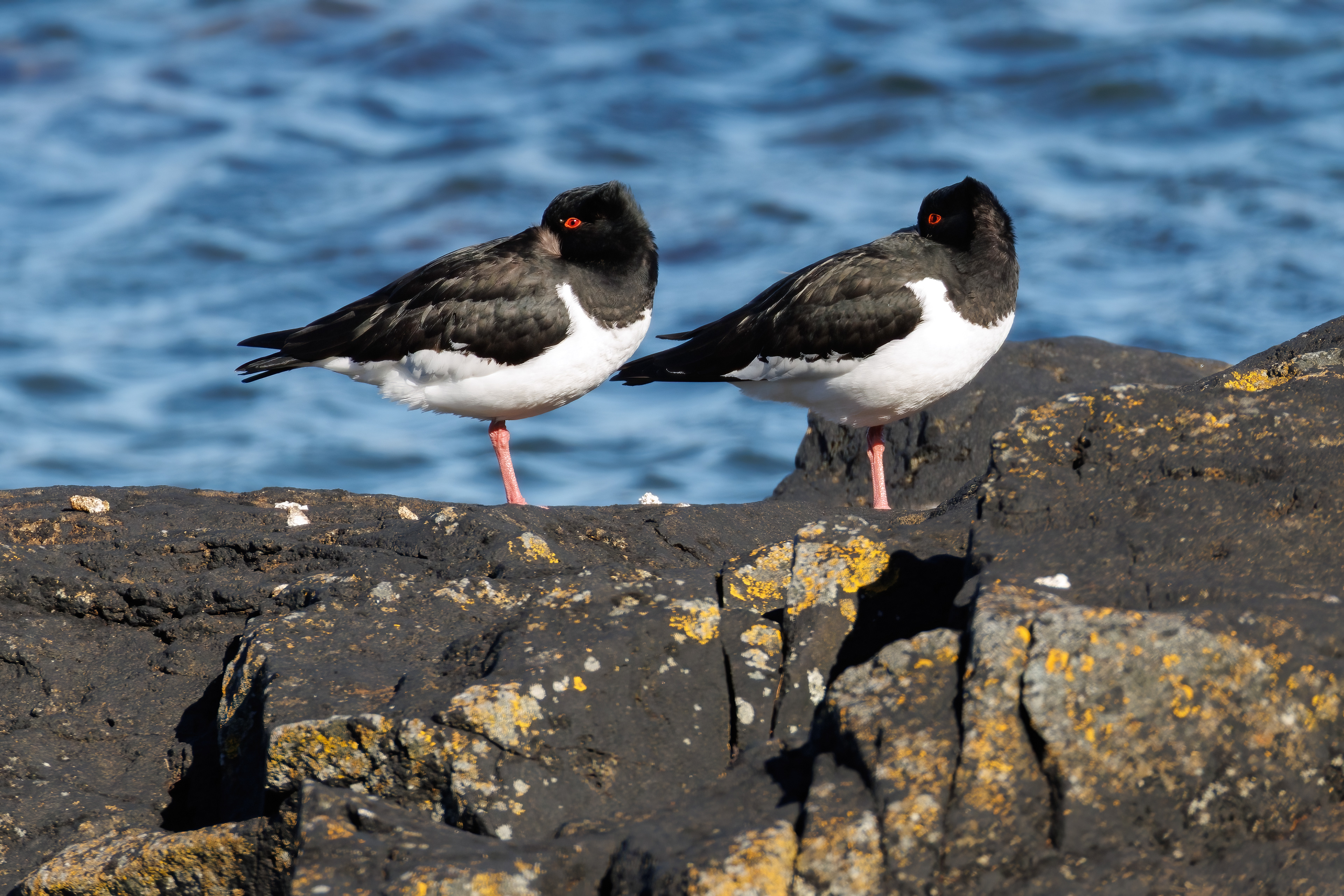 Oystercatchers