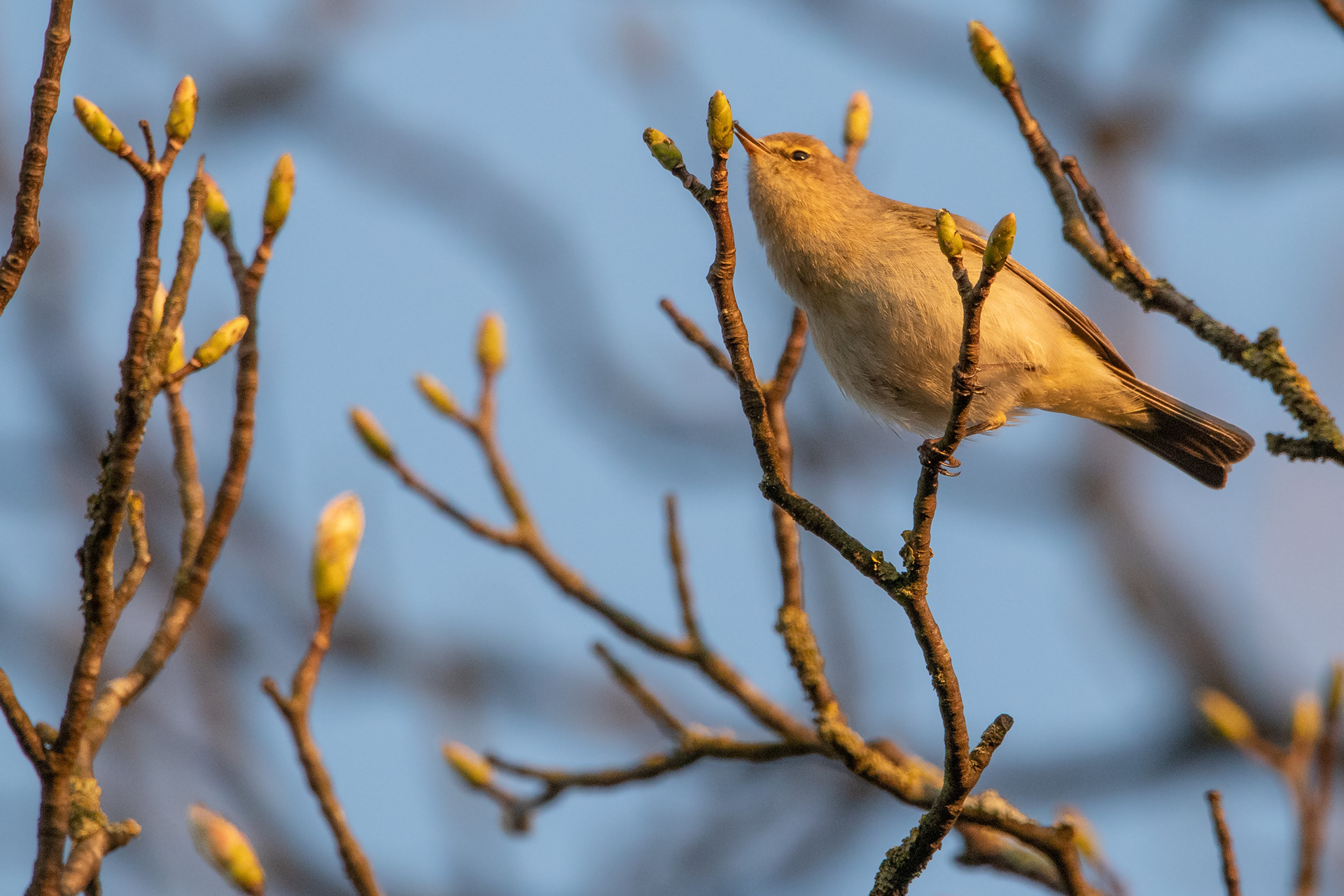 Chiffchaff