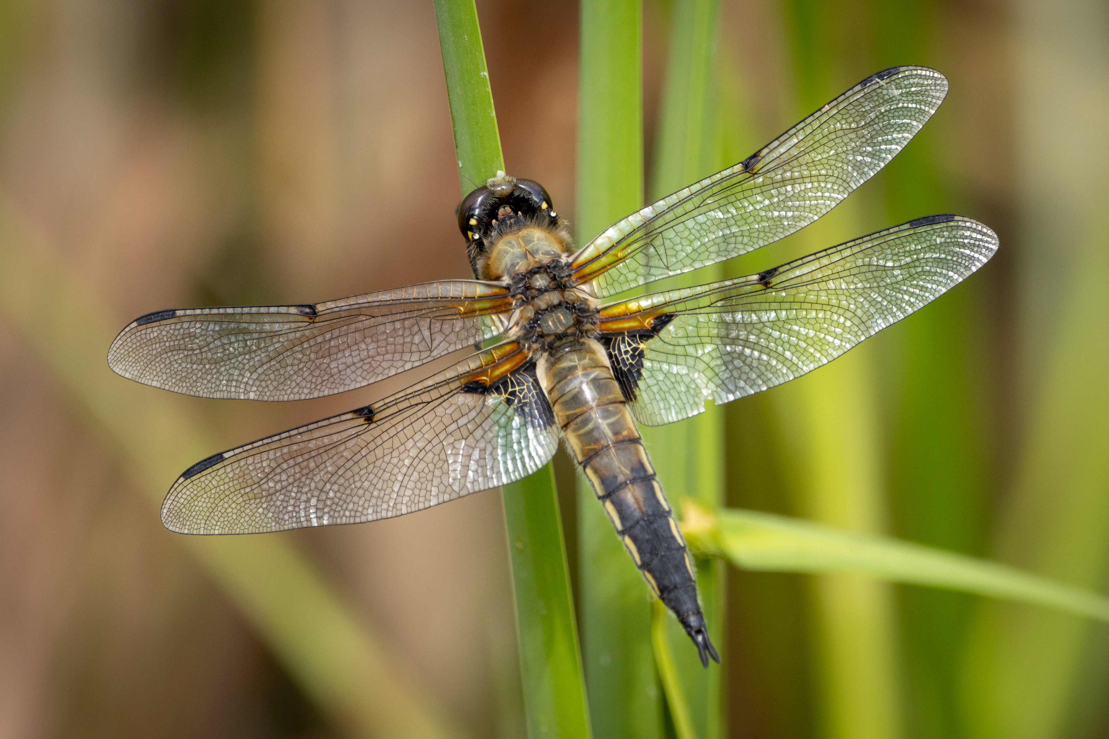 Four-spotted Chaser Dragonfly