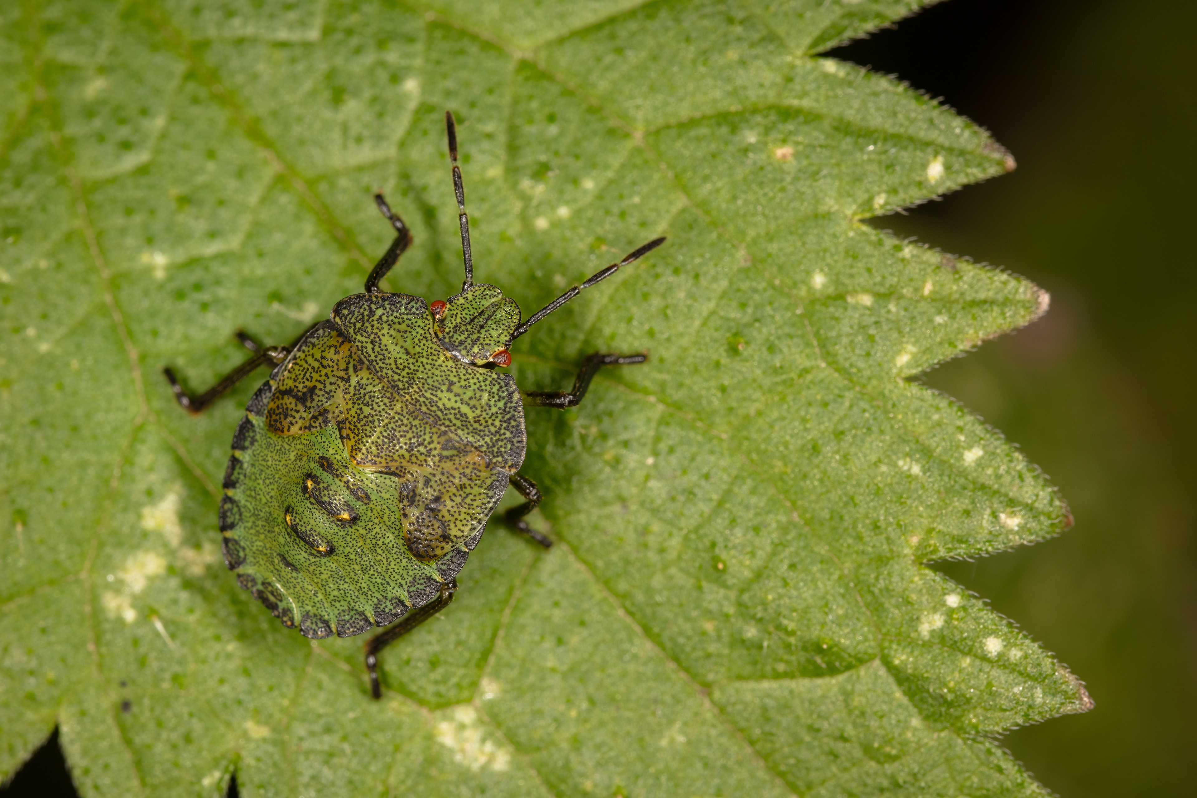Green Shieldbug (Late Instar)