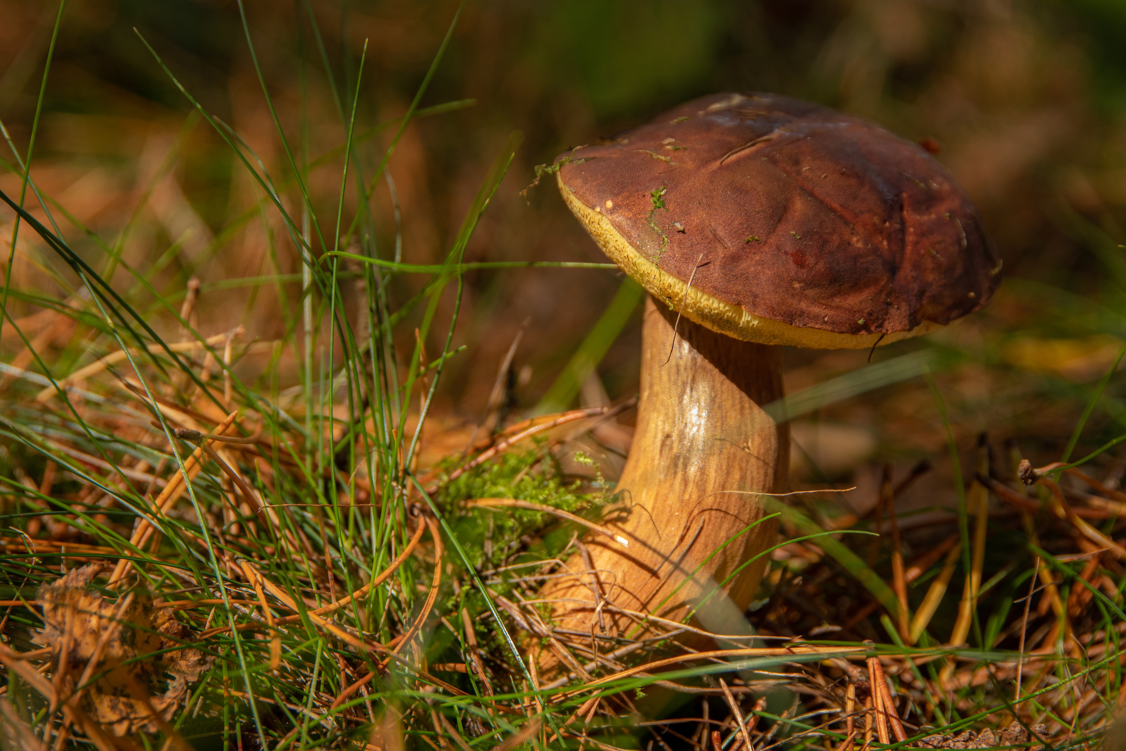 Bay Bolete