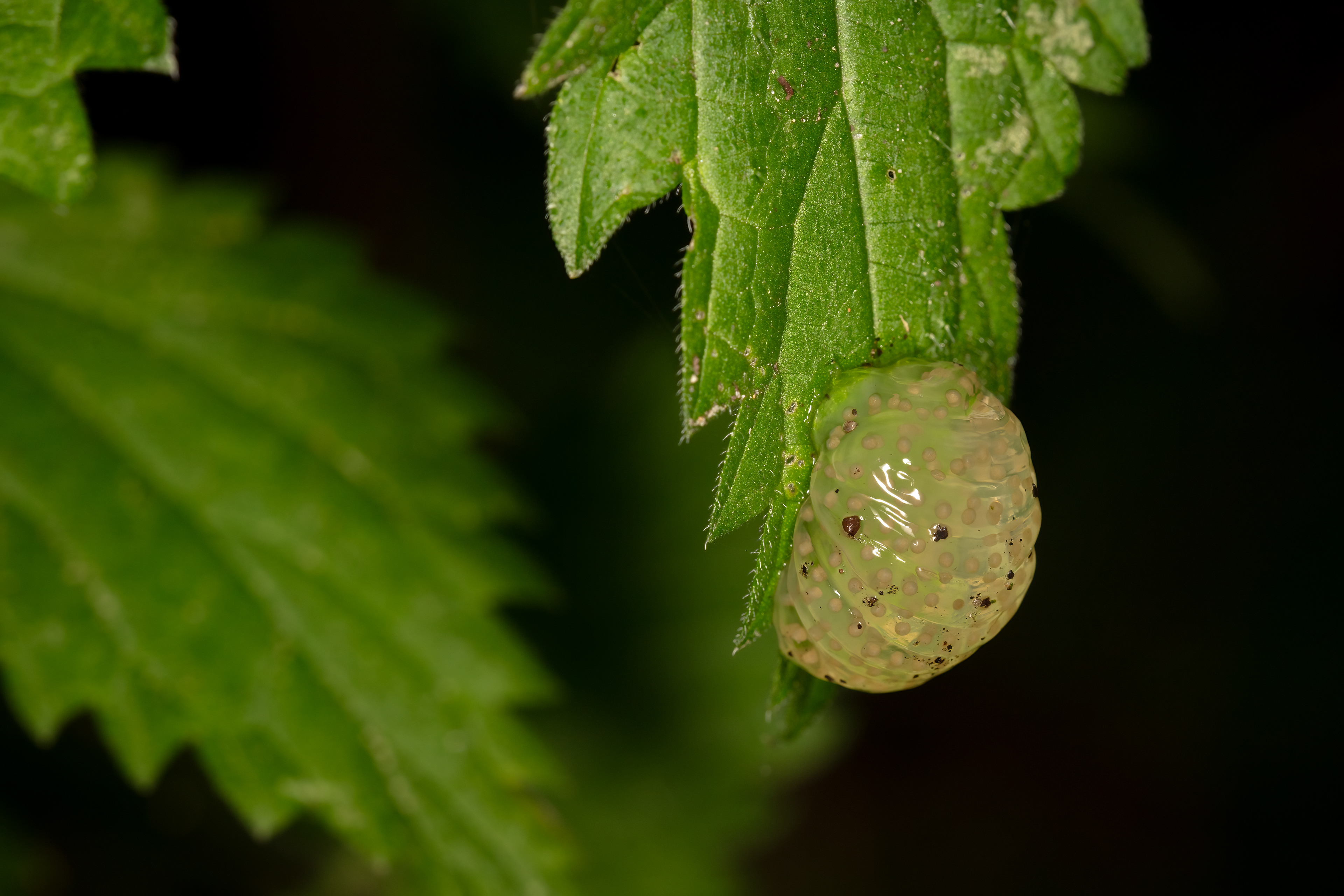 Caddis Fly Egg Mass