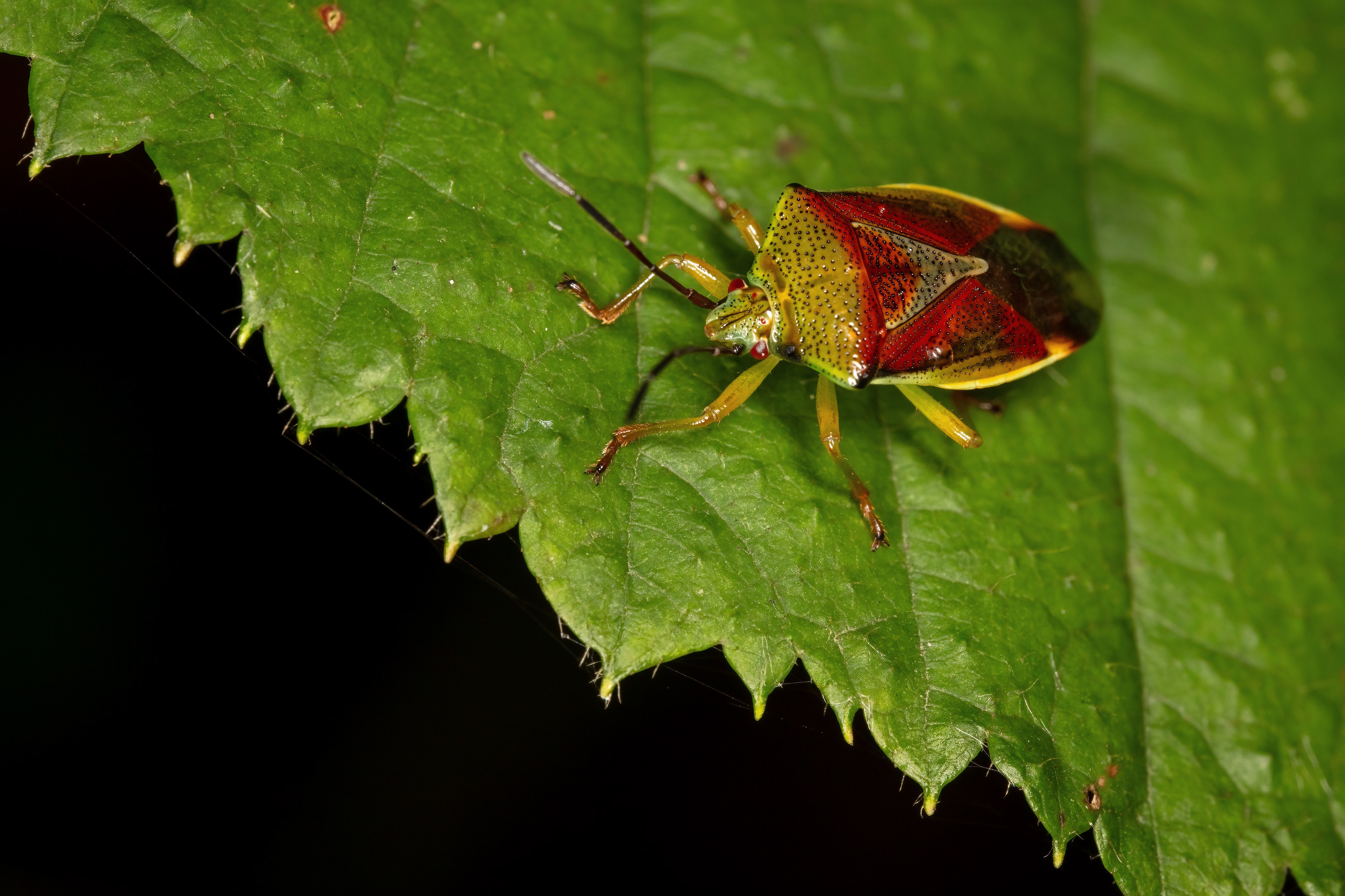 Birch Shieldbug