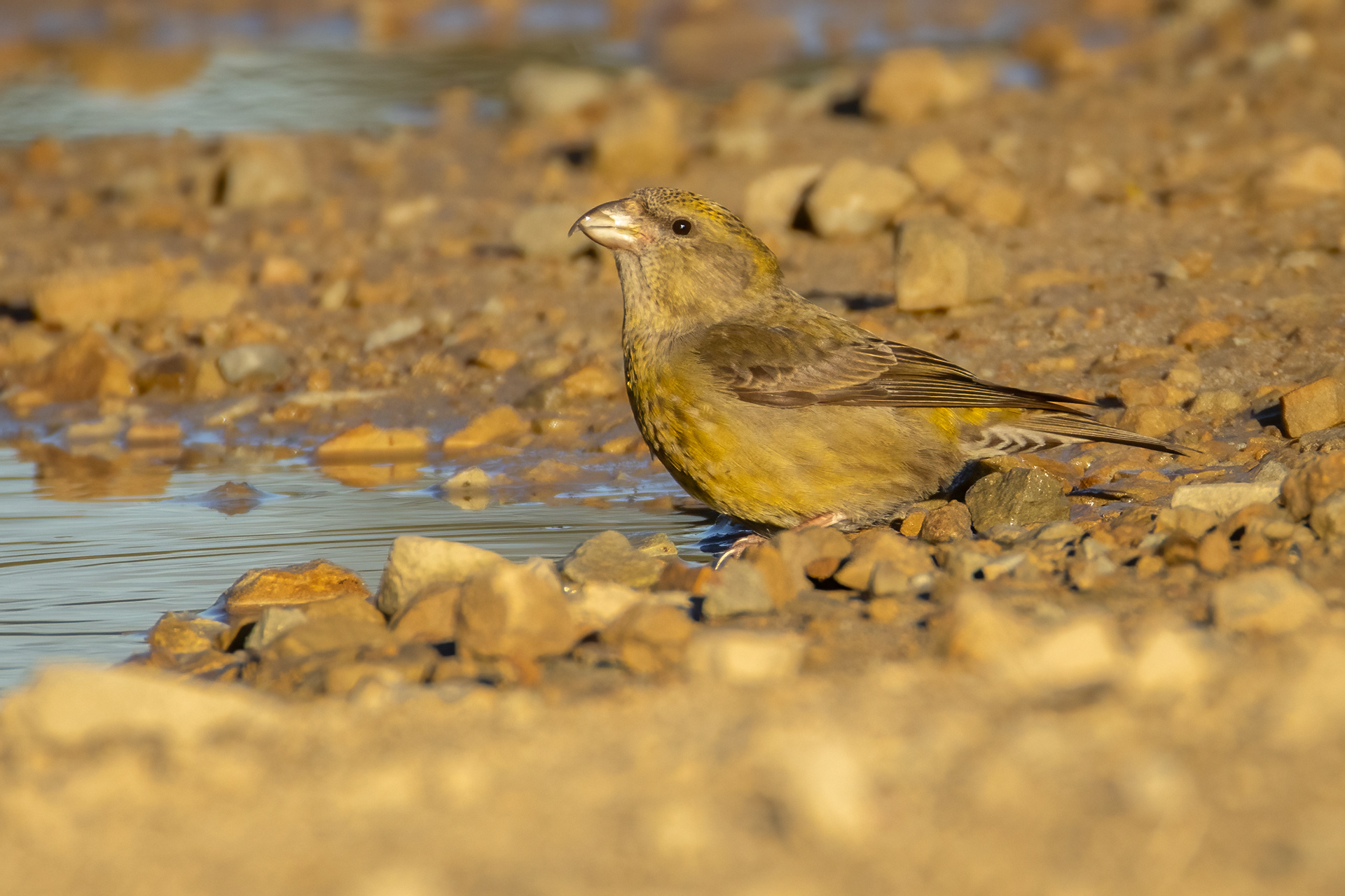 Crossbill (female)