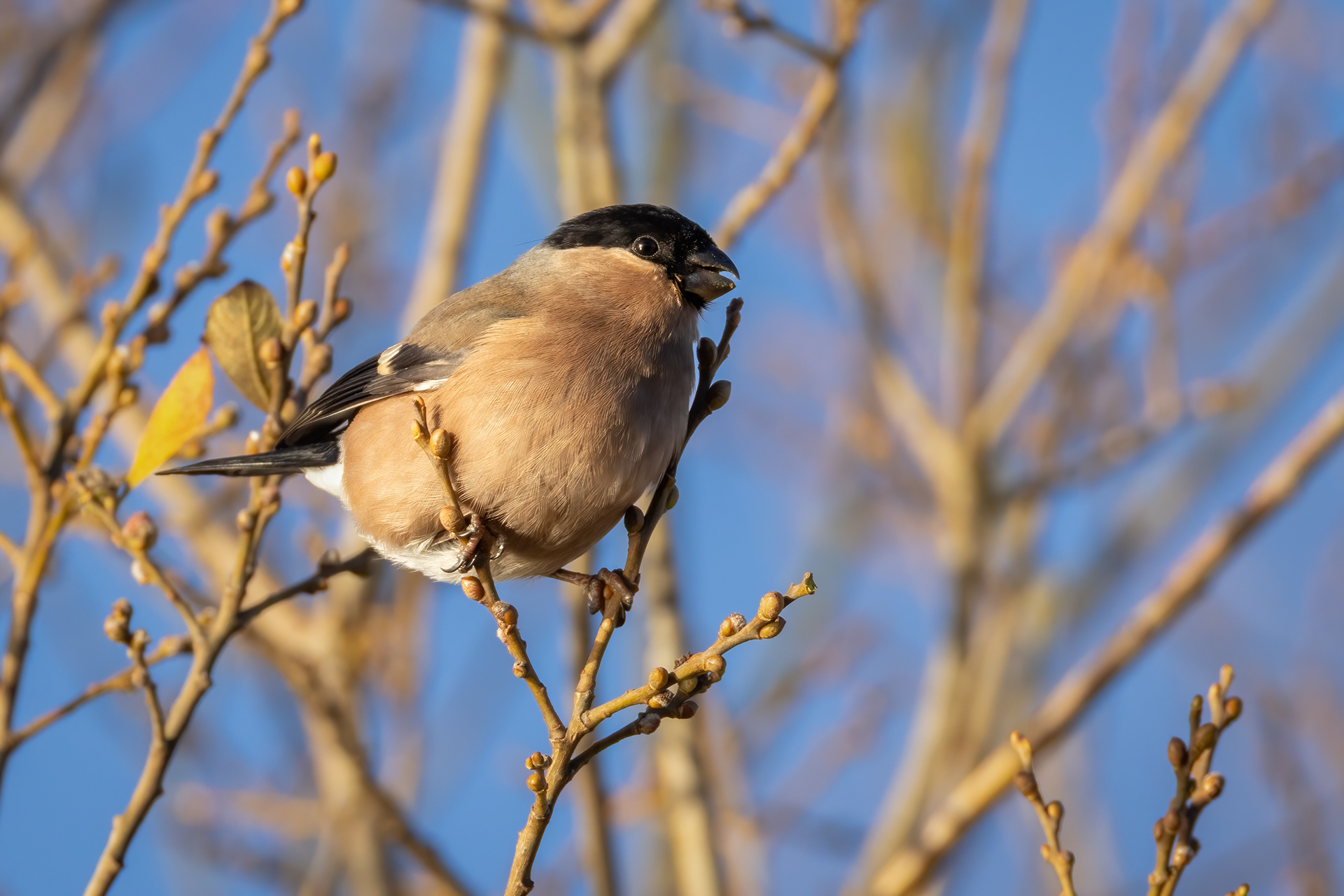 Bullfinch (female)