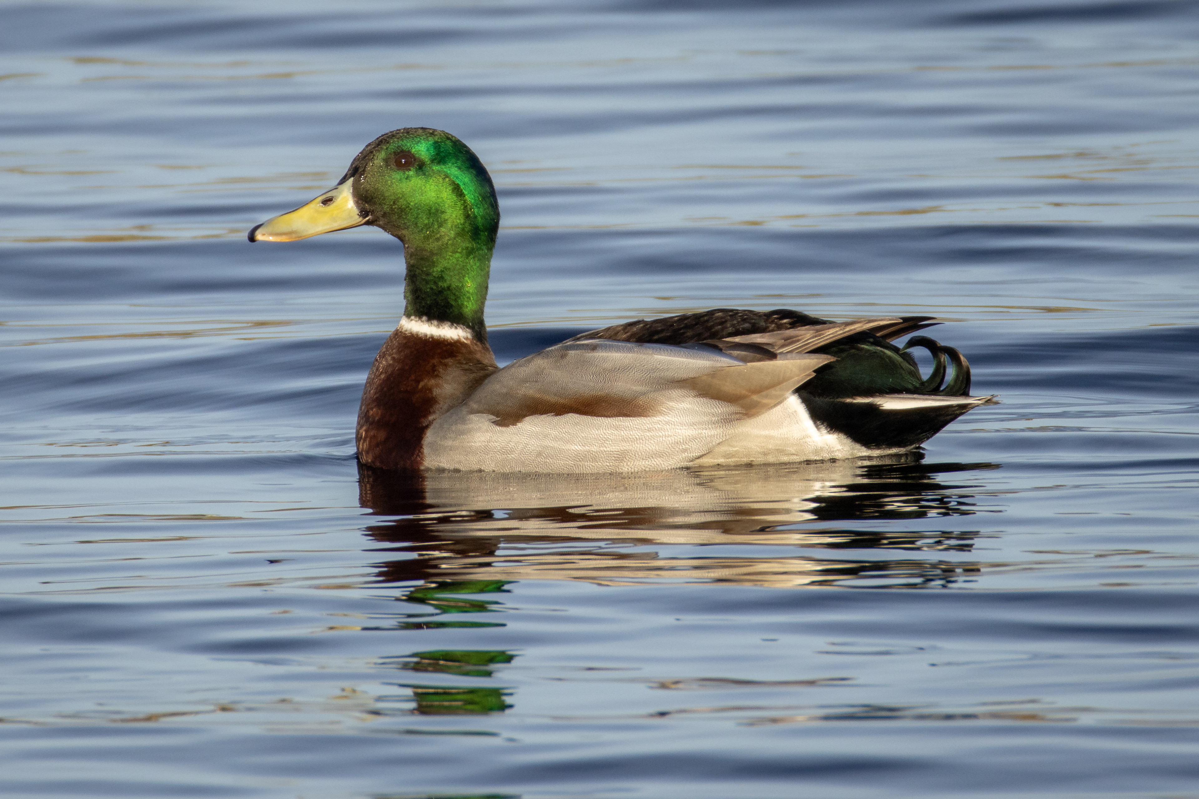 Mallard (male)