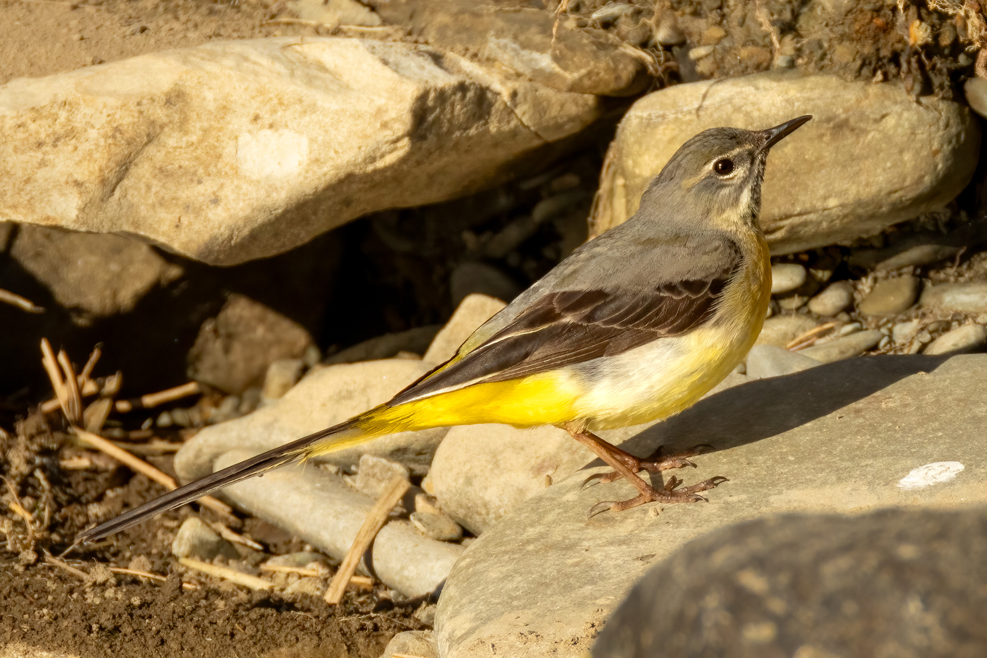 Grey Wagtail