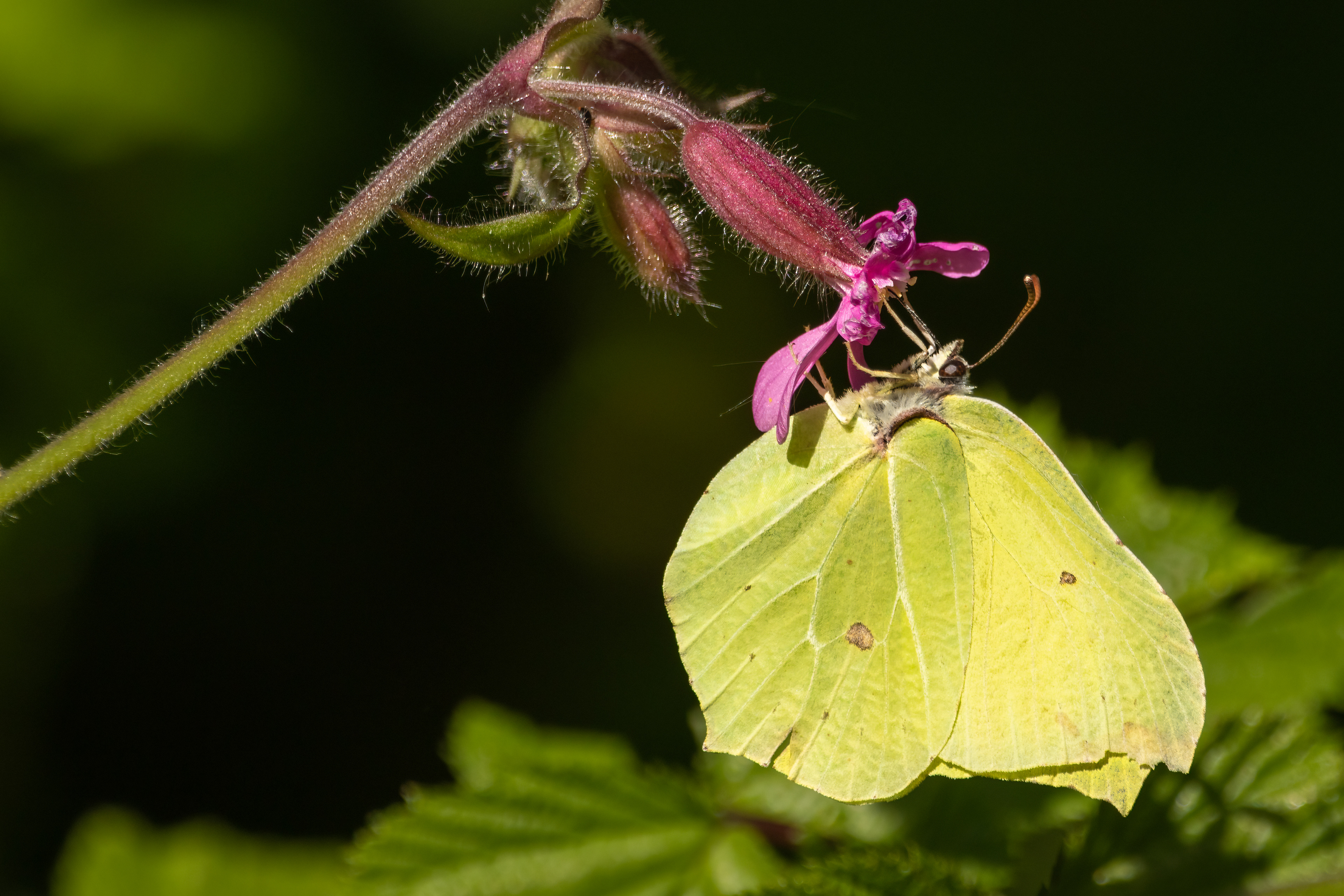 Brimstone Butterfly
