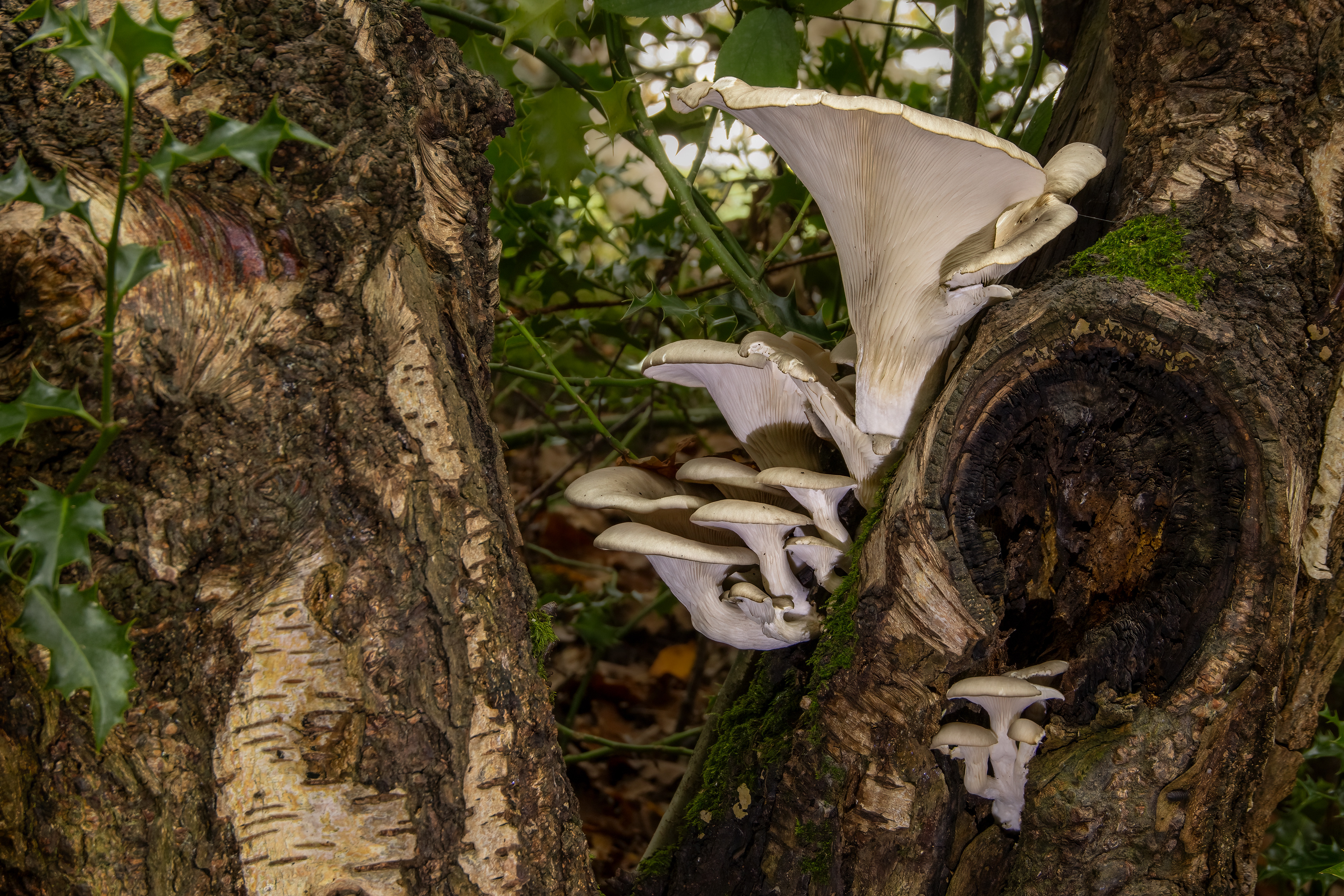 Oyster Mushrooms