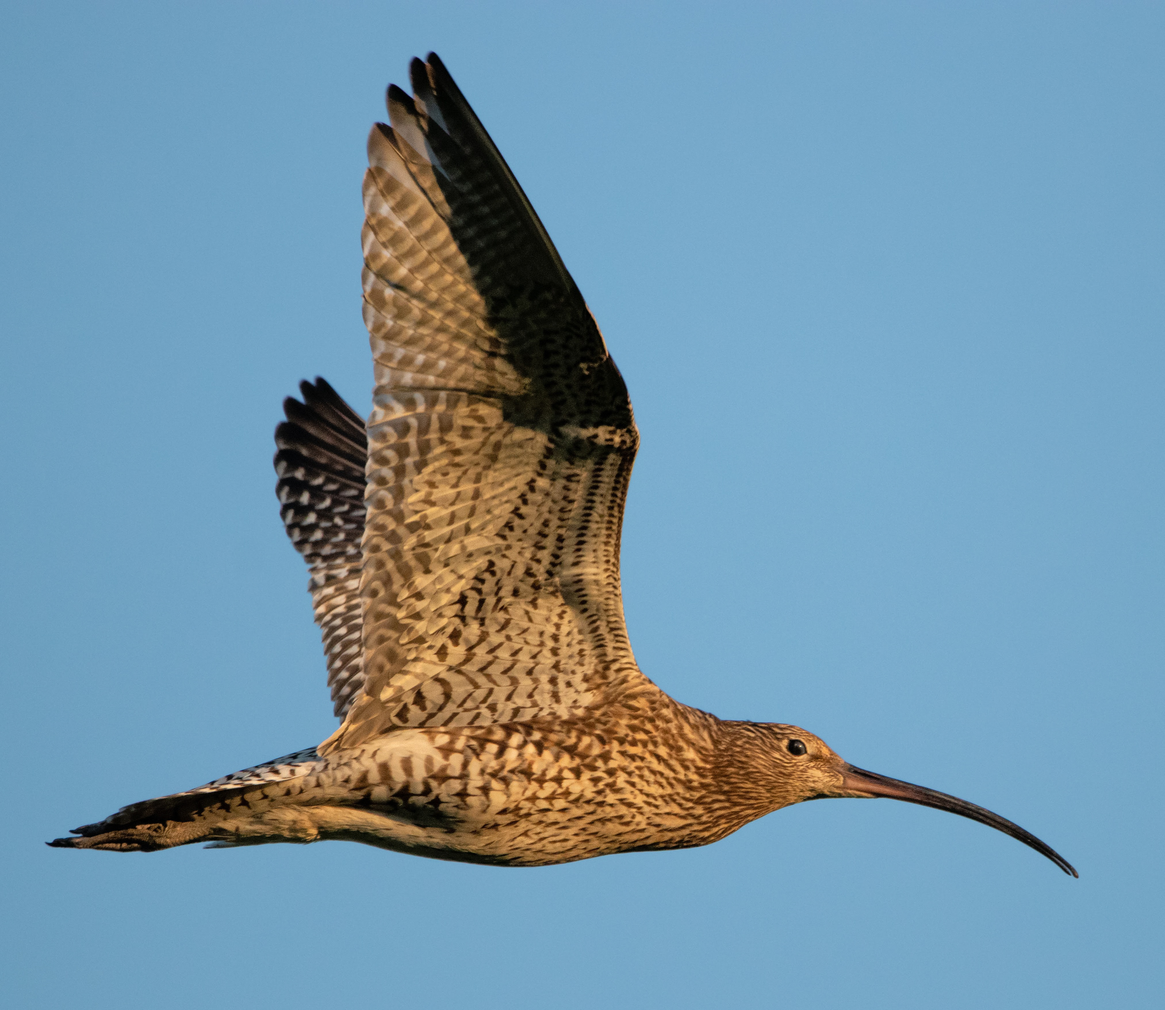 Curlew