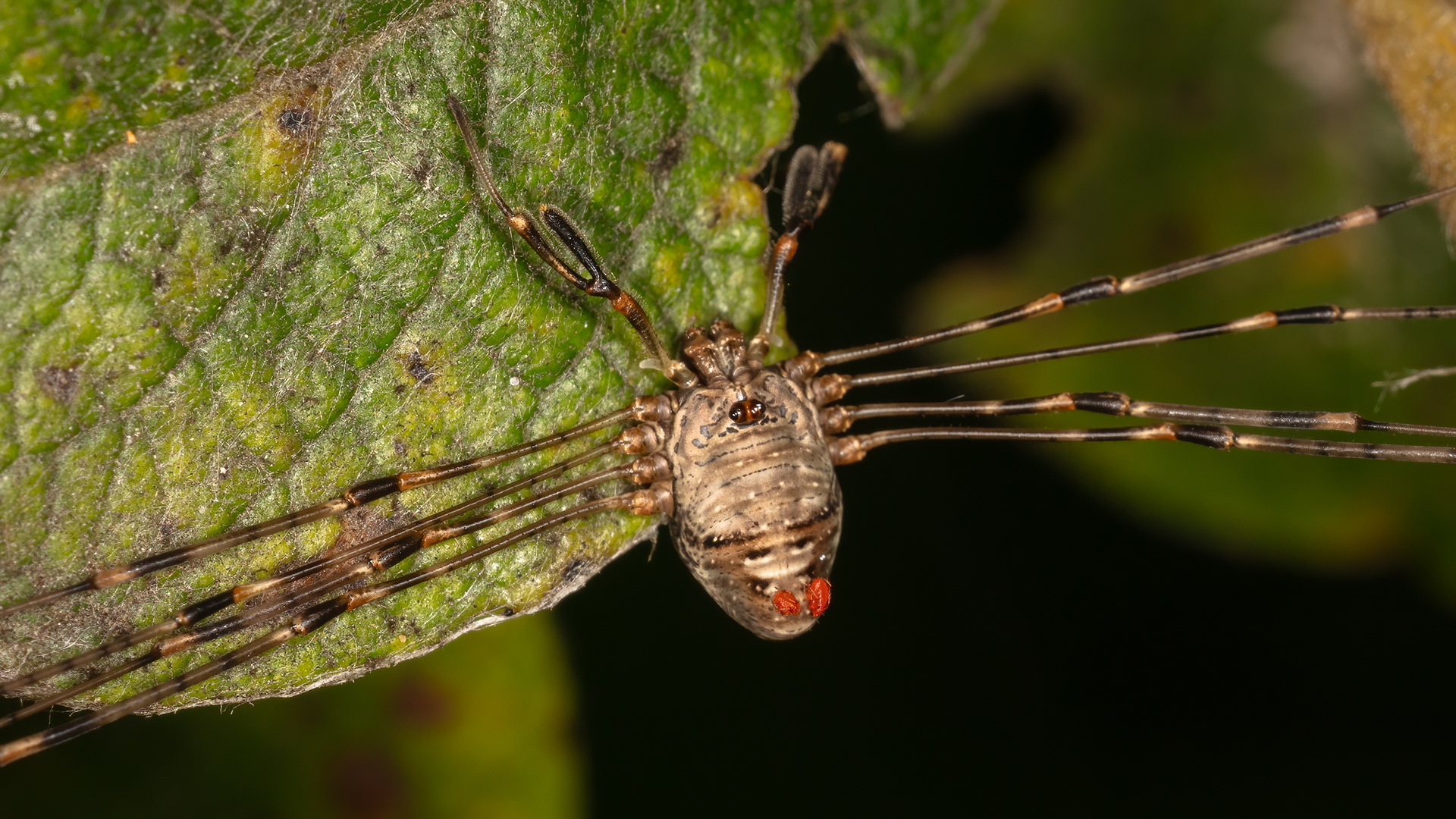 Harvestman spider (Dicranopalpus ramosus)
