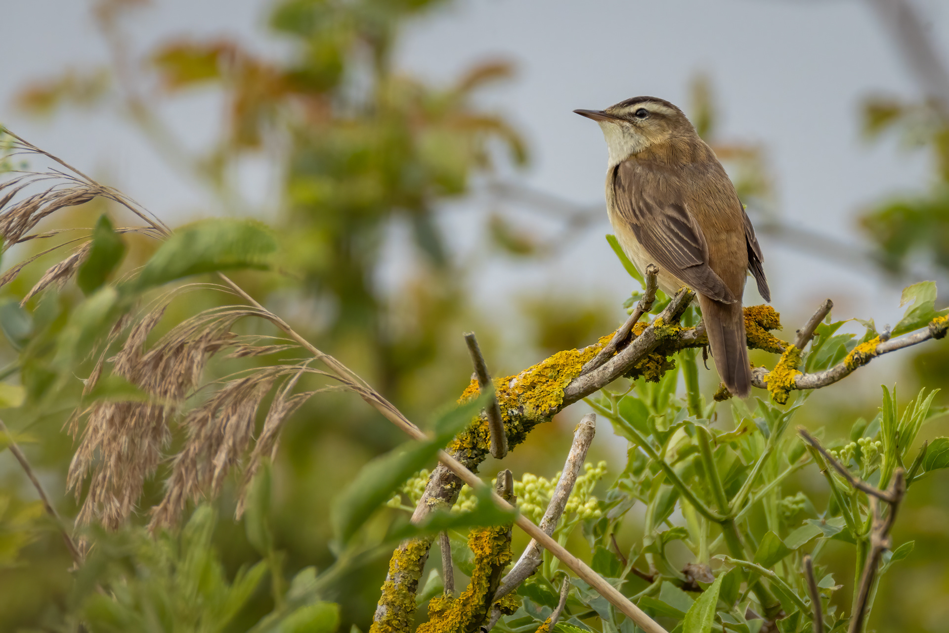 Sedge Warbler
