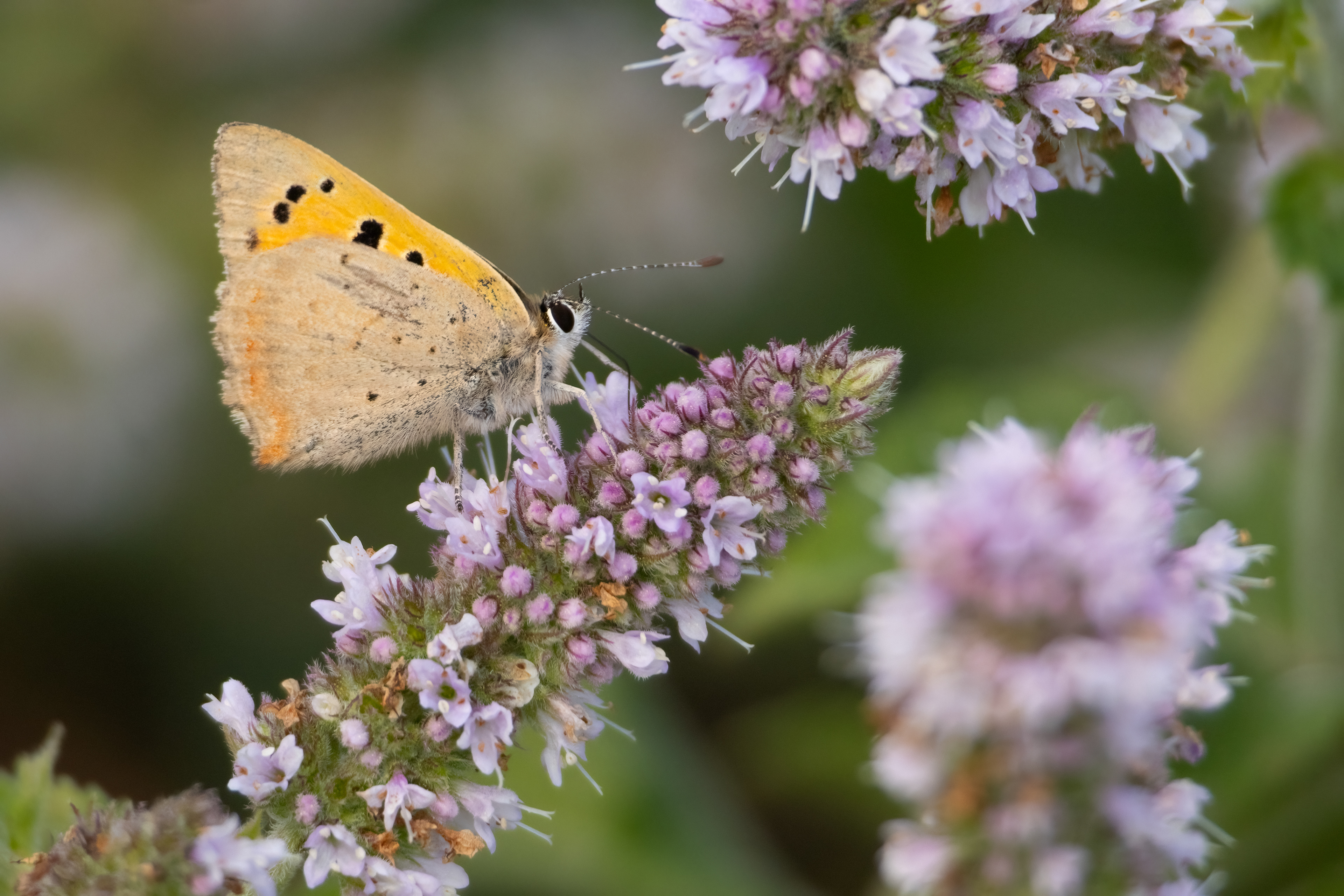 Small Copper Butterfly