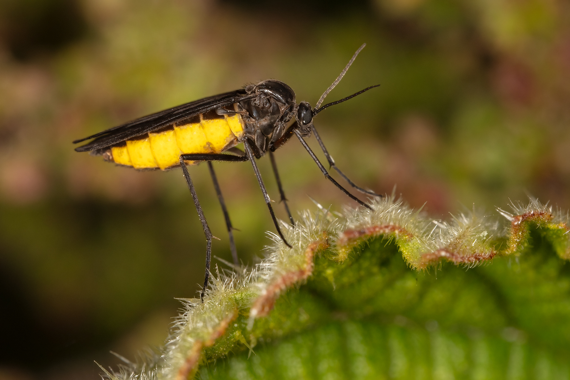 Black Winged Fungus Gnat
