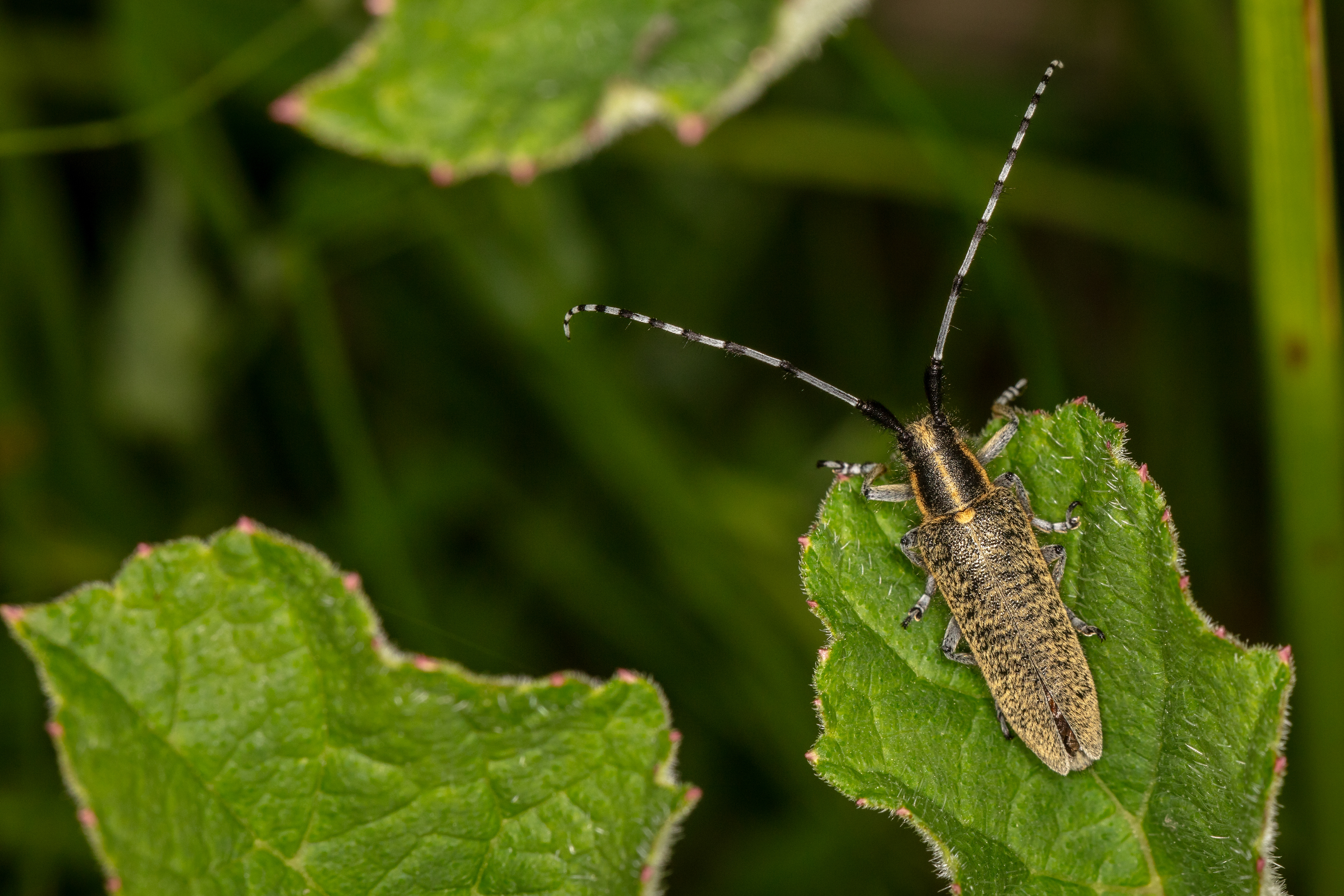 Golden-bloomed Grey Longhorn Beetle